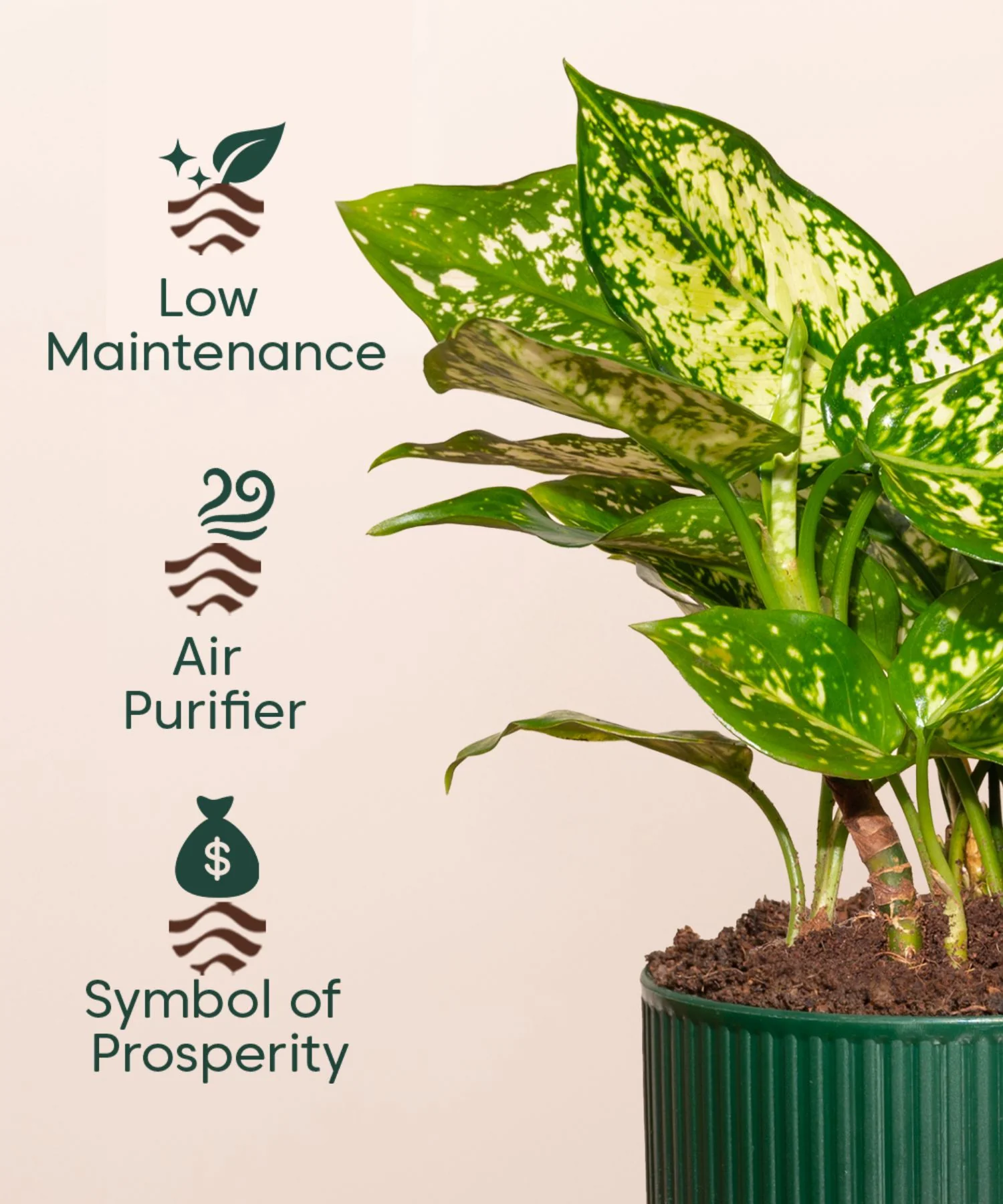 Aglaonema Snow White Plant With Mylo Planter BYOB - Image 9
