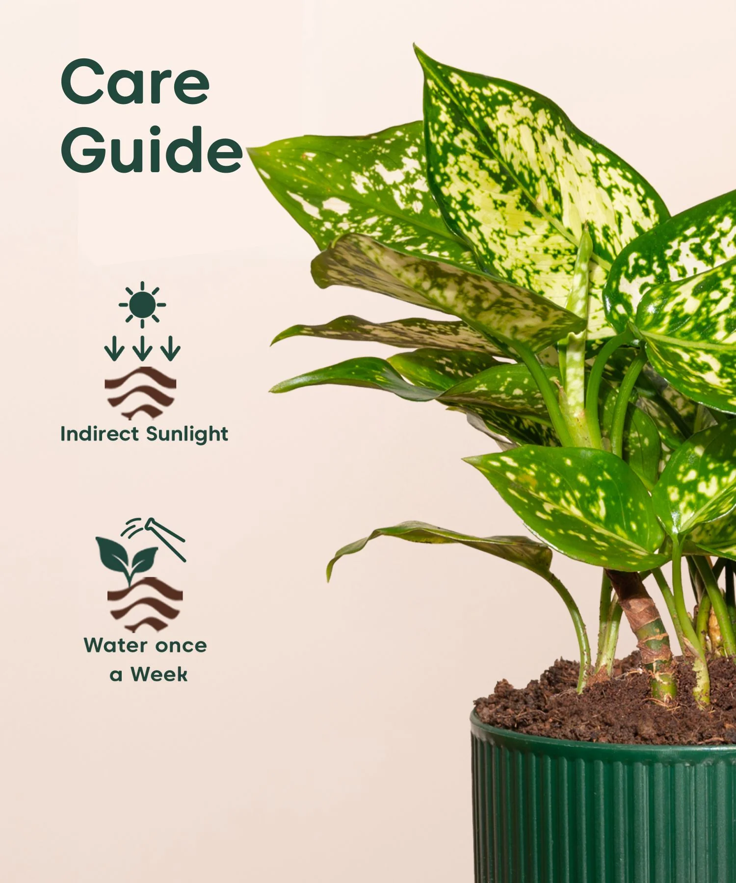 Aglaonema Snow White Plant With Mylo Planter BYOB - Image 10