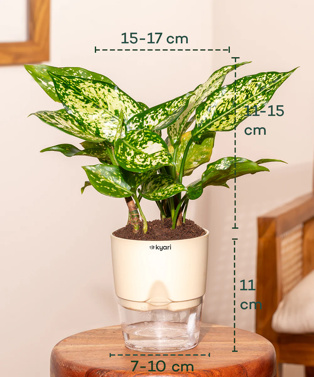 Aglaonema Snow White Plant With Self Watering Pot - Image 15