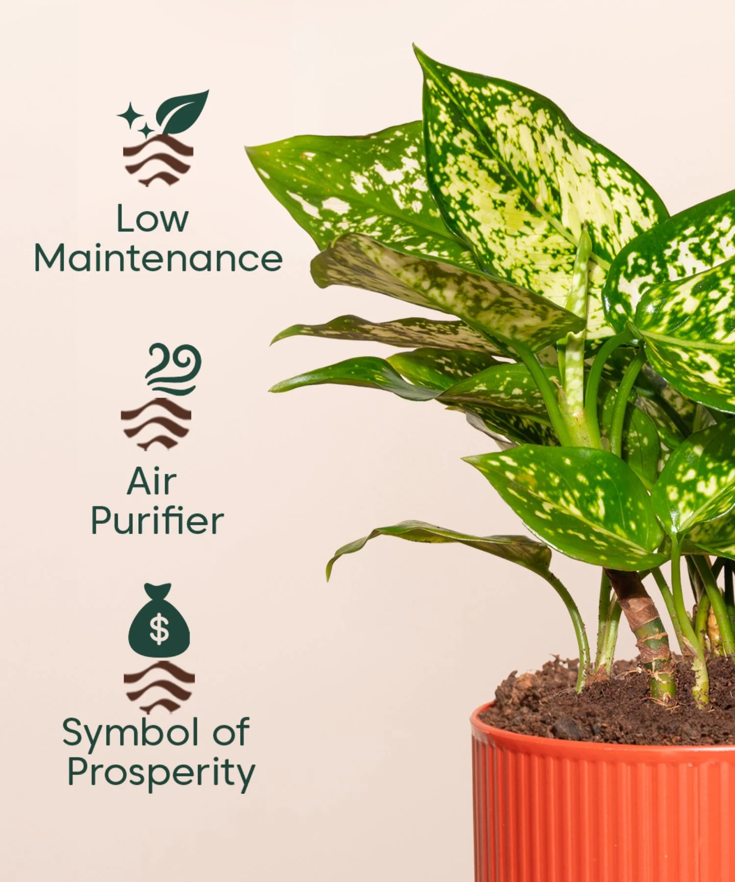 Aglaonema Snow White Plant With Self Watering Pot - Image 151