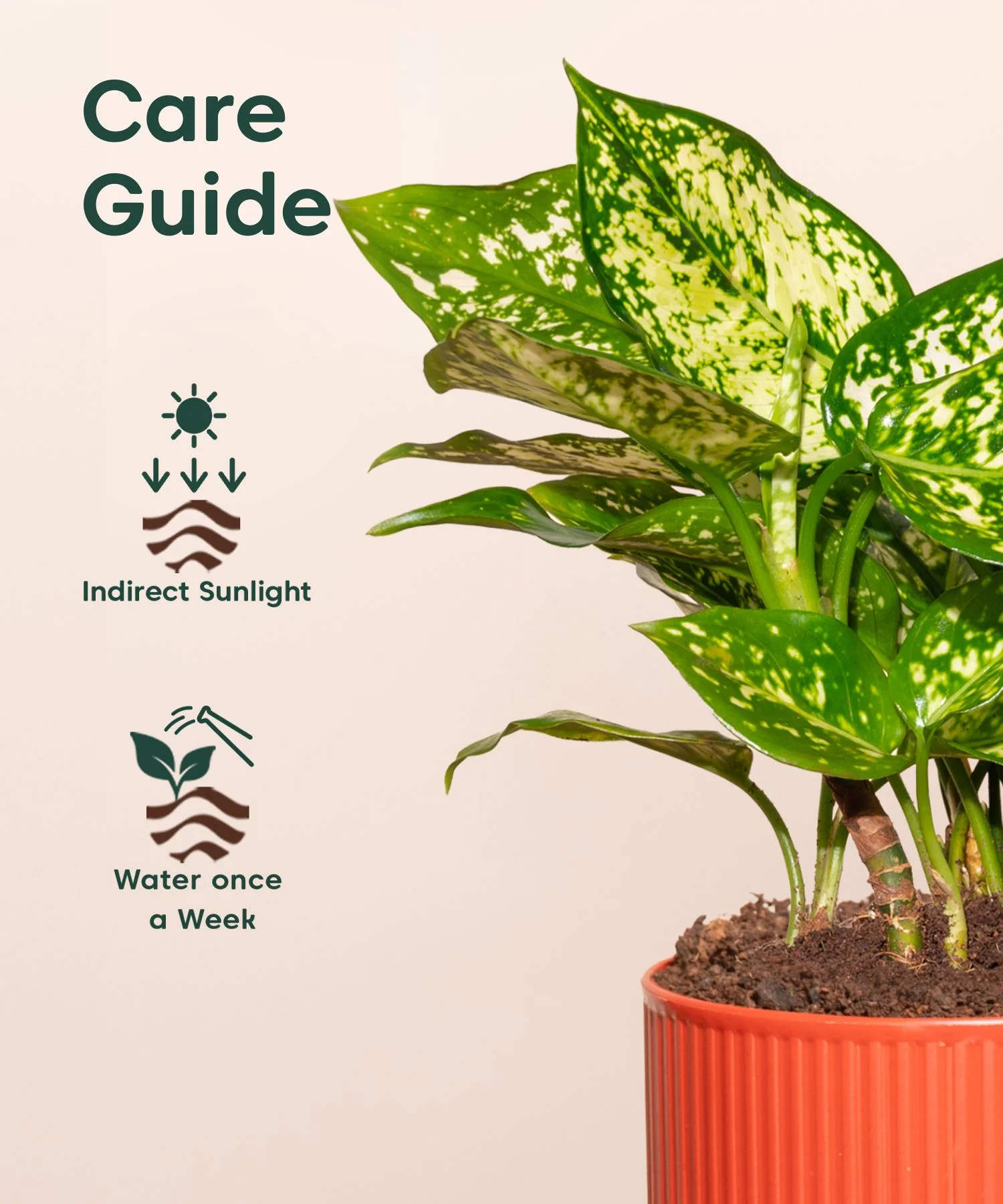 Aglaonema Snow White Plant With Mylo Planter BYOB - Image 4