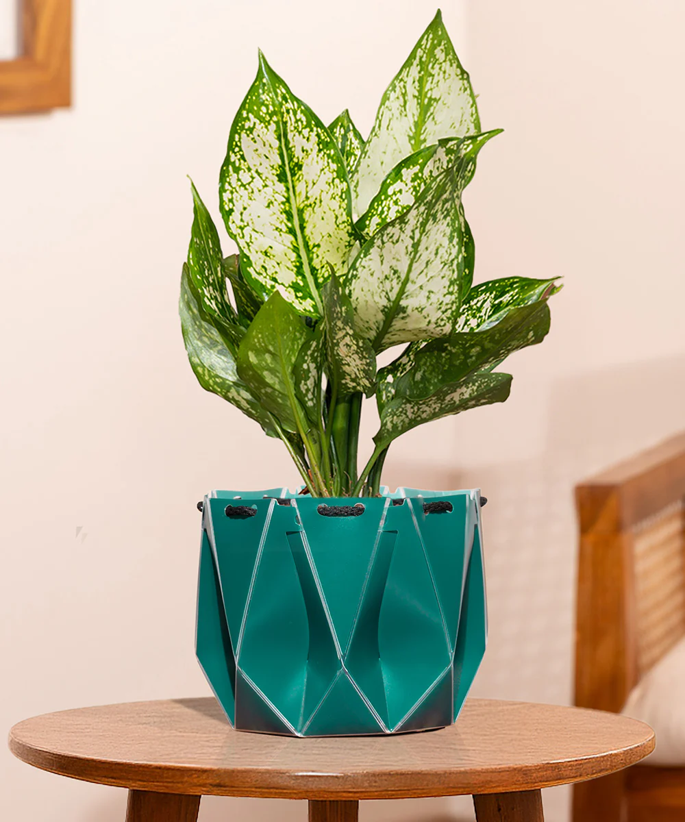 Aglaonema Snow White Plant With Self Watering Pot - Image 154