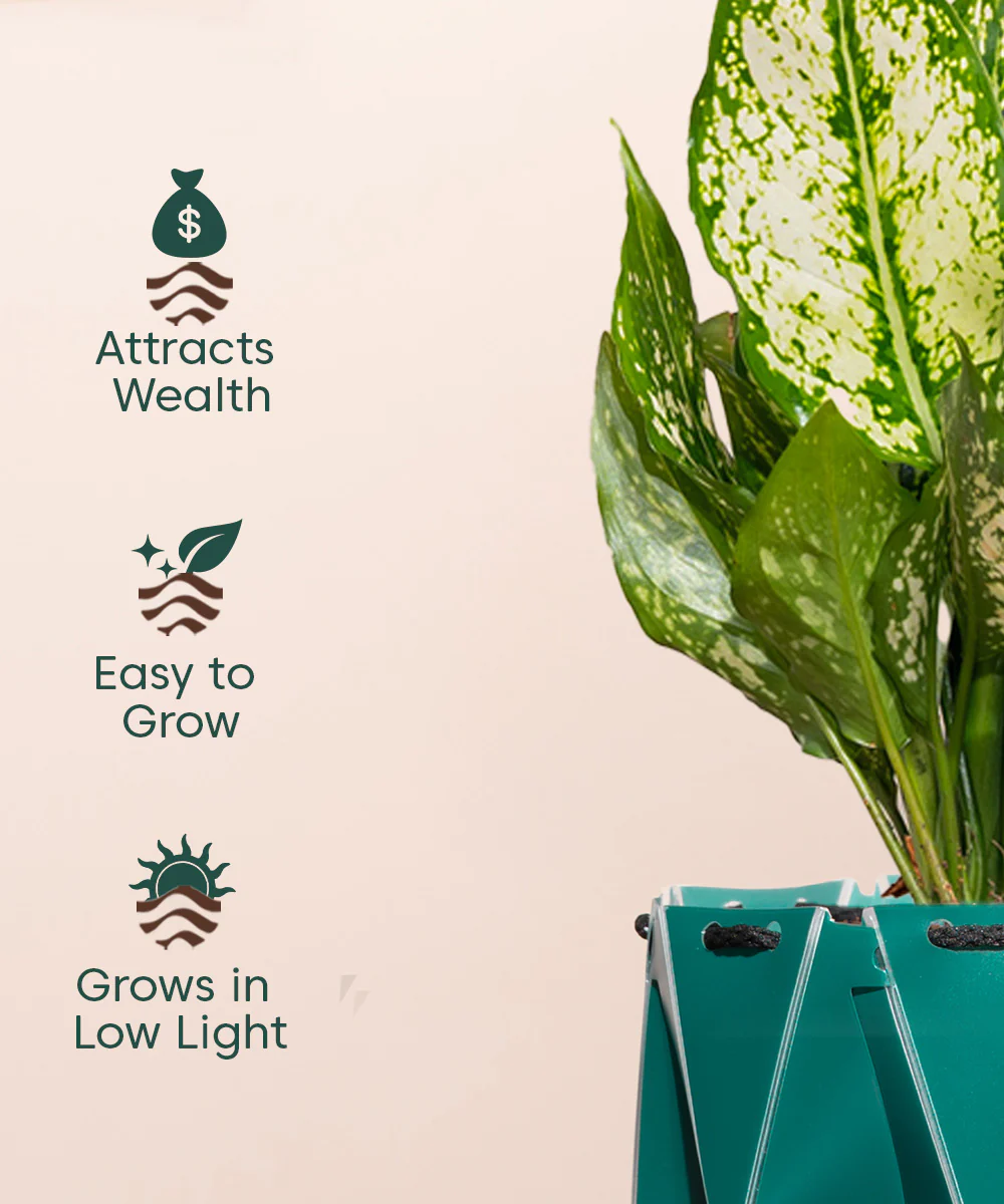 Aglaonema Snow White Plant With Self Watering Pot - Image 156