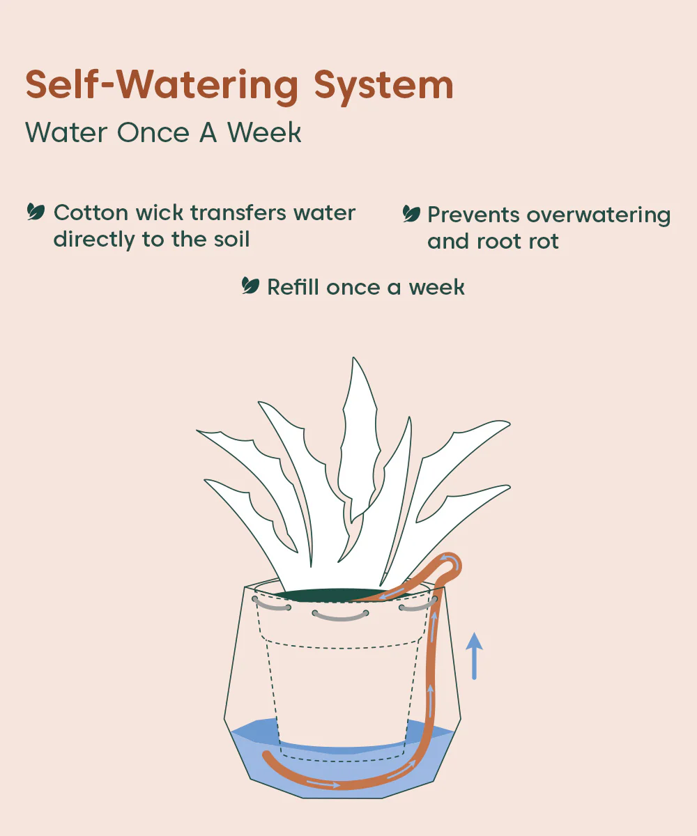 Aglaonema Snow White Plant With Self Watering Pot - Image 157