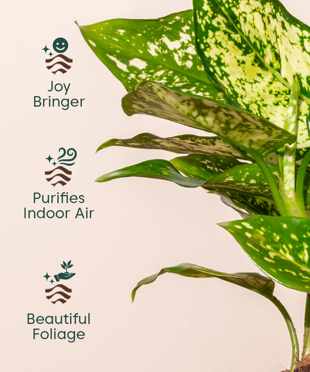 Aglaonema Snow White Plant With Self Watering Pot - Image 16