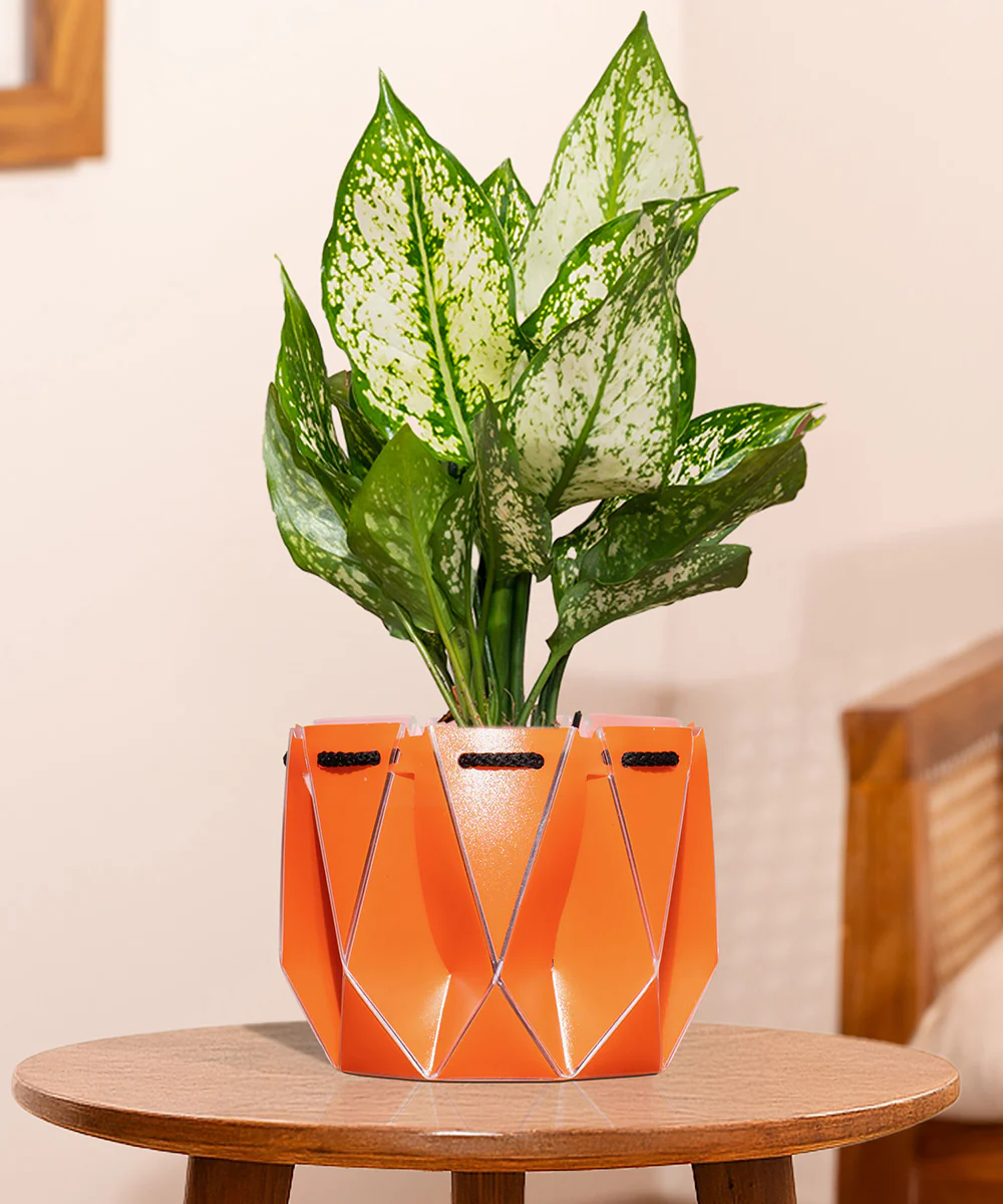 Aglaonema Snow White Plant With Self Watering Pot - Image 162