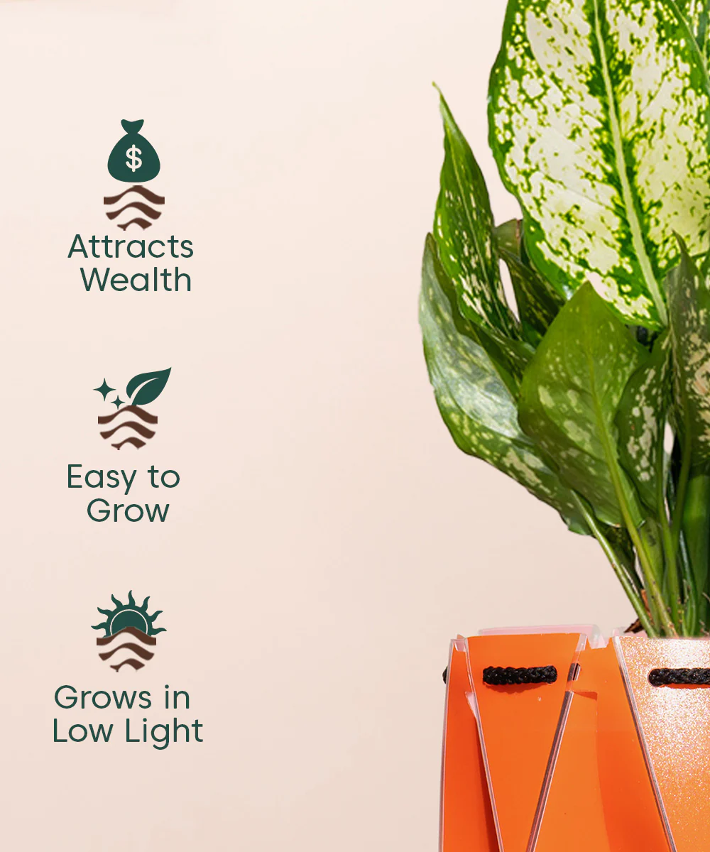 Aglaonema Snow White Plant With Self Watering Pot - Image 164
