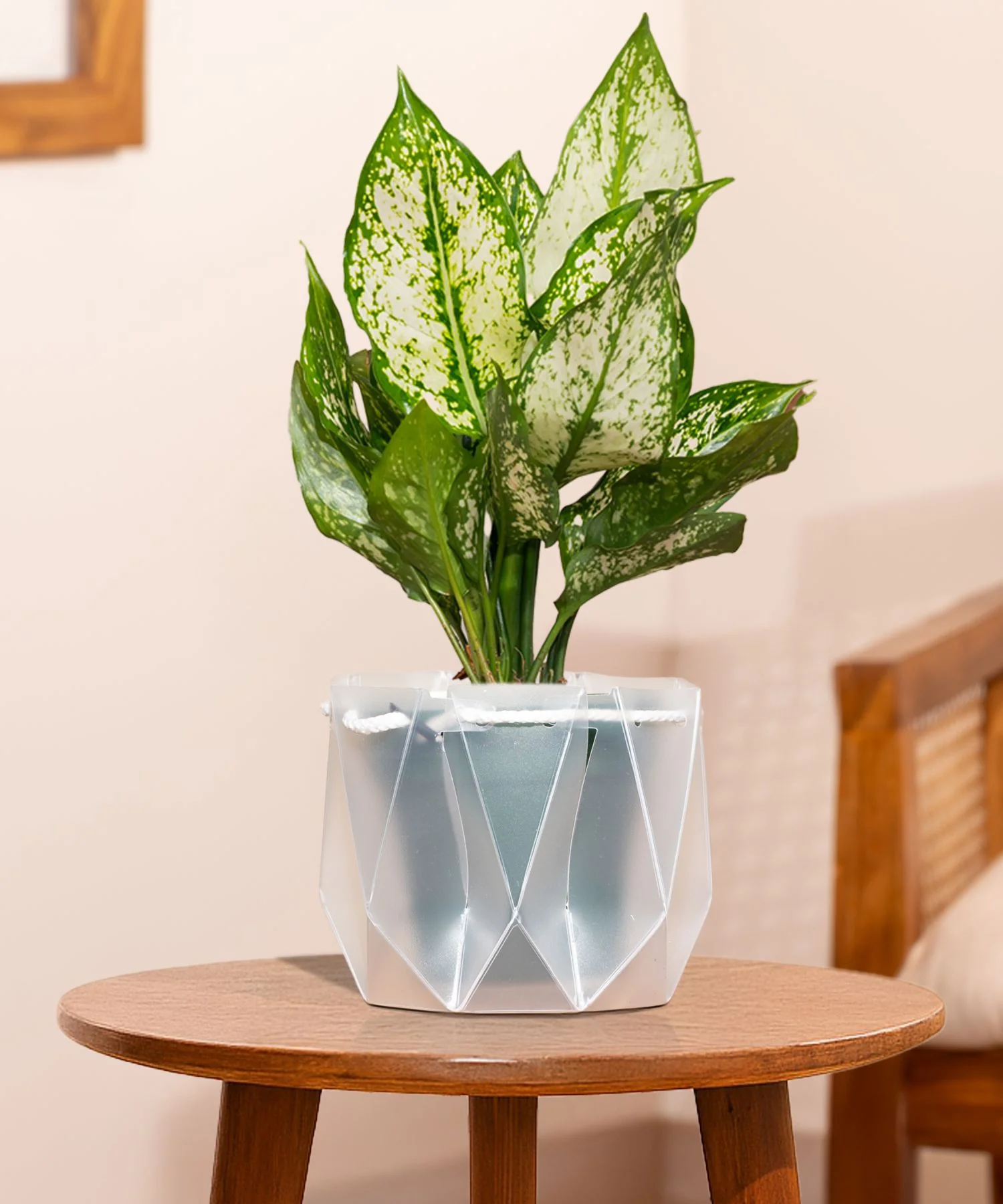 Aglaonema Snow White Plant With Self Watering Pot - Image 178