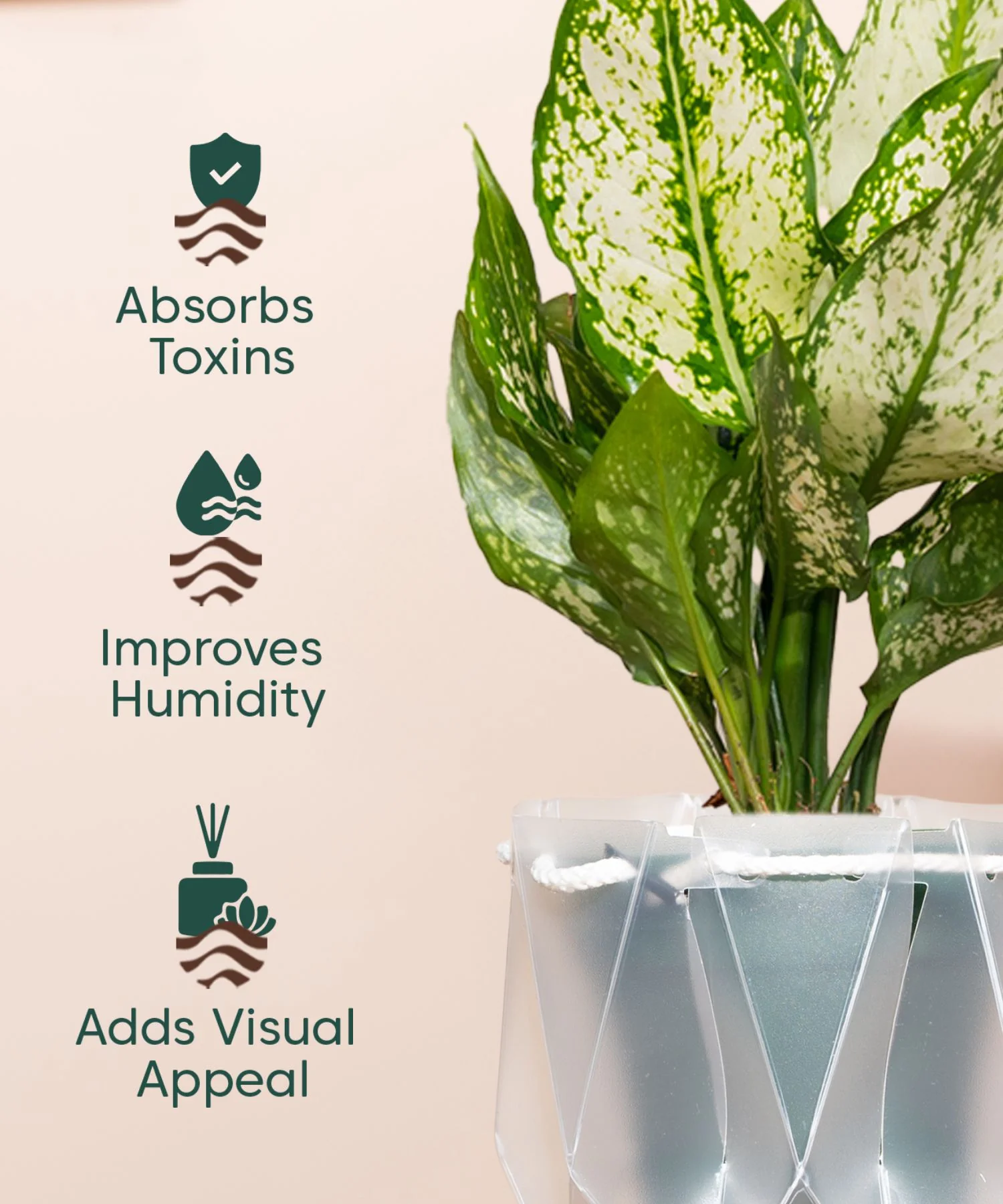 Aglaonema Snow White Plant With Self Watering Pot - Image 180