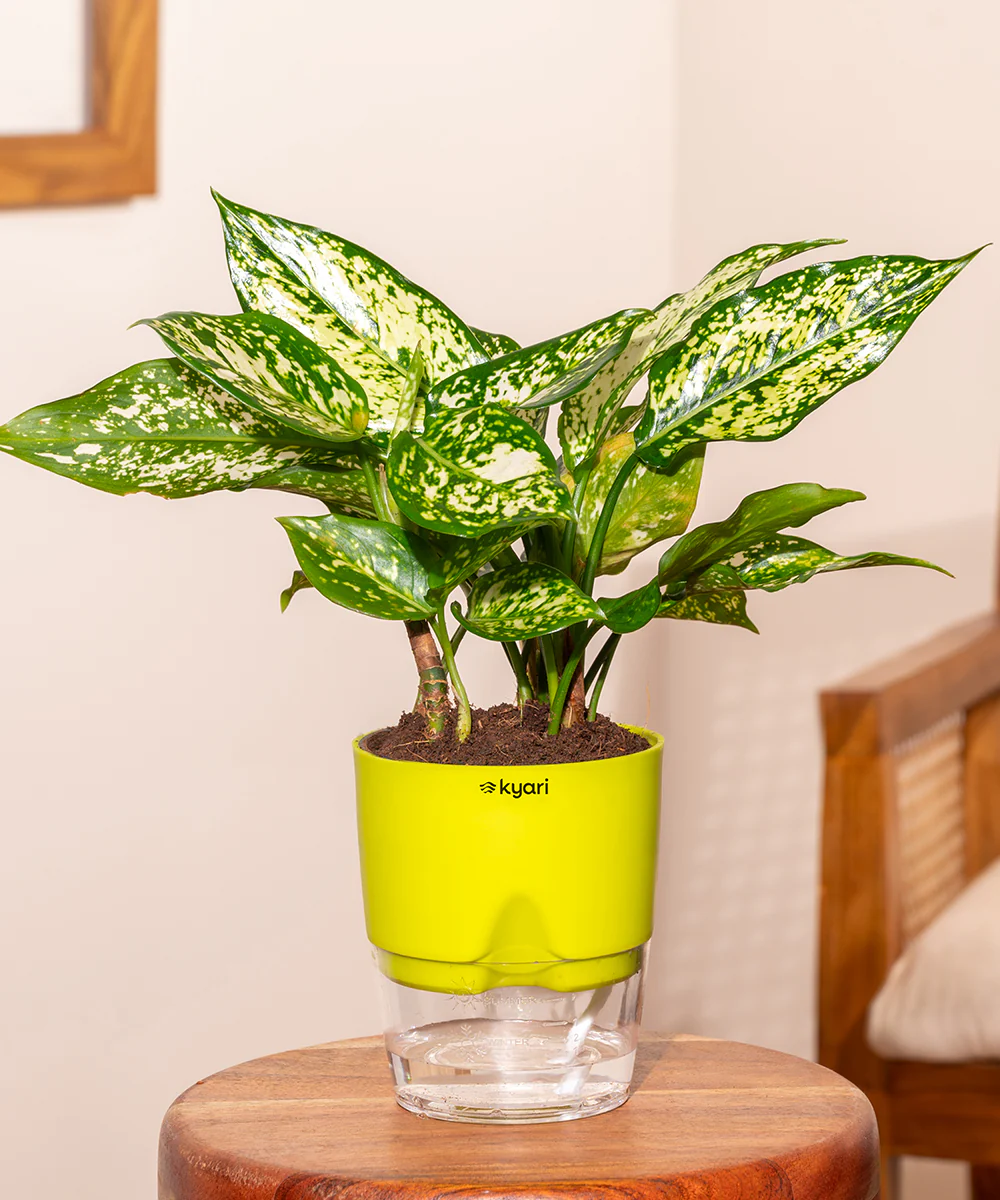 Aglaonema Snow White Plant With Self Watering Pot - Image 19