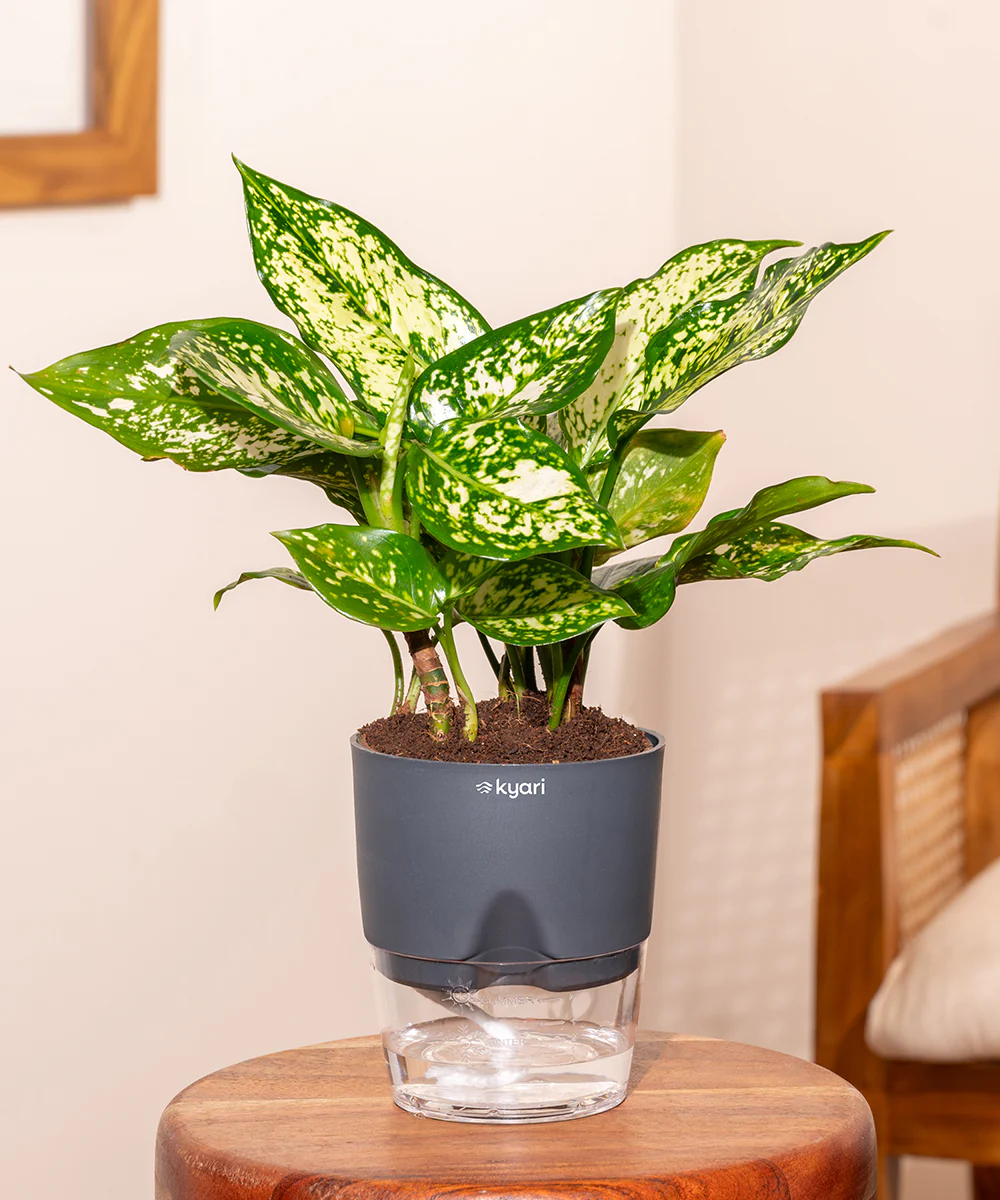 Aglaonema Snow White Plant With Self Watering Pot - Image 25