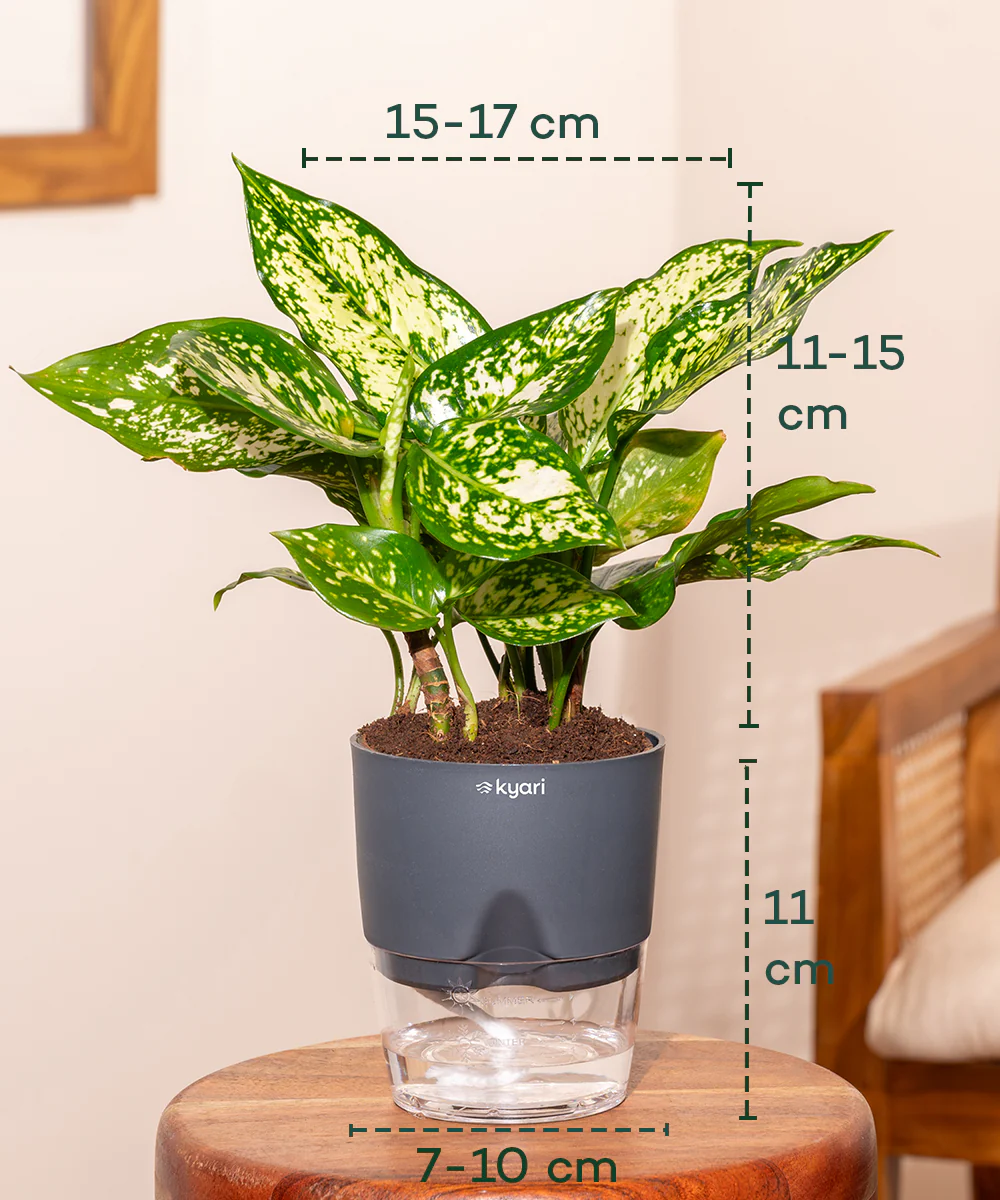 Aglaonema Snow White Plant With Self Watering Pot - Image 27