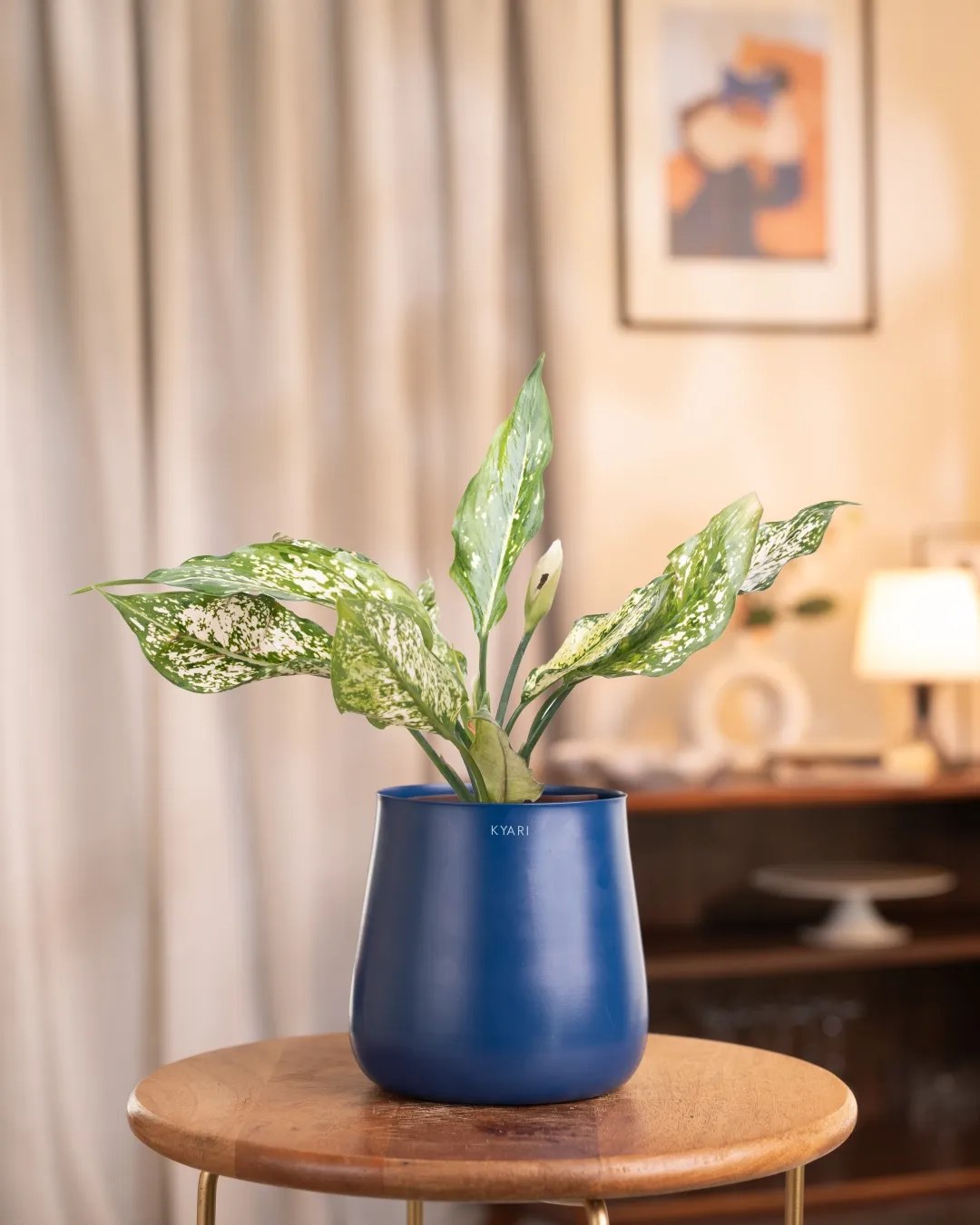 Aglaonema Snow White Plant With Self Watering Pot - Image 37