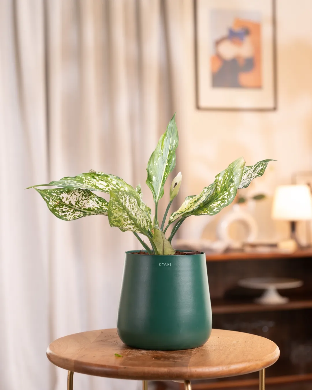 Aglaonema Snow White Plant With Self Watering Pot - Image 43