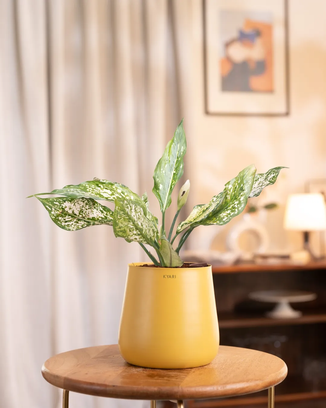 Aglaonema Snow White Plant With Self Watering Pot - Image 60