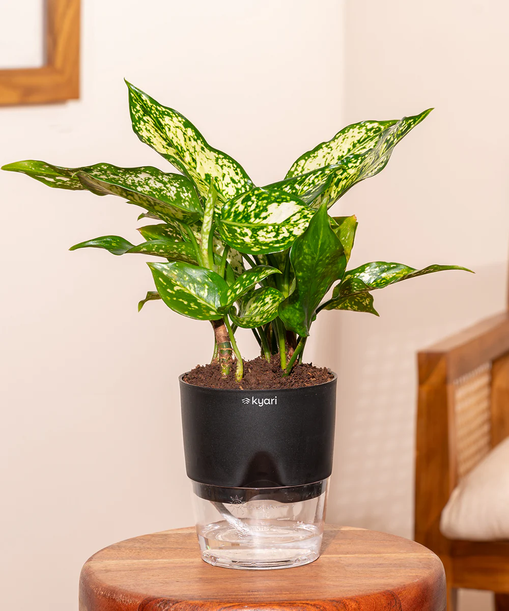 Aglaonema Snow White Plant With Self Watering Pot - Image 7
