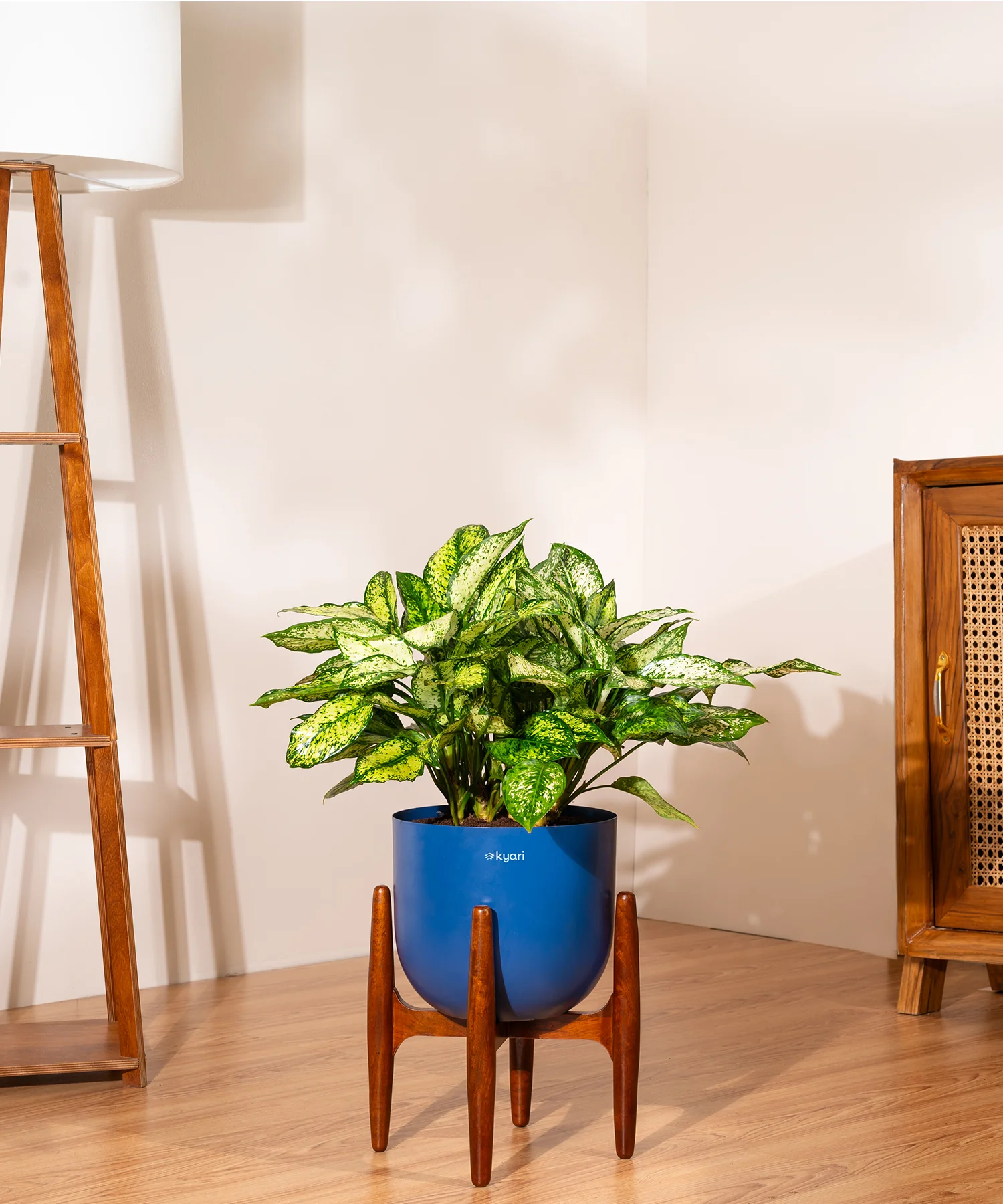 Aglaonema Snow White Plant With Self Watering Pot - Image 72
