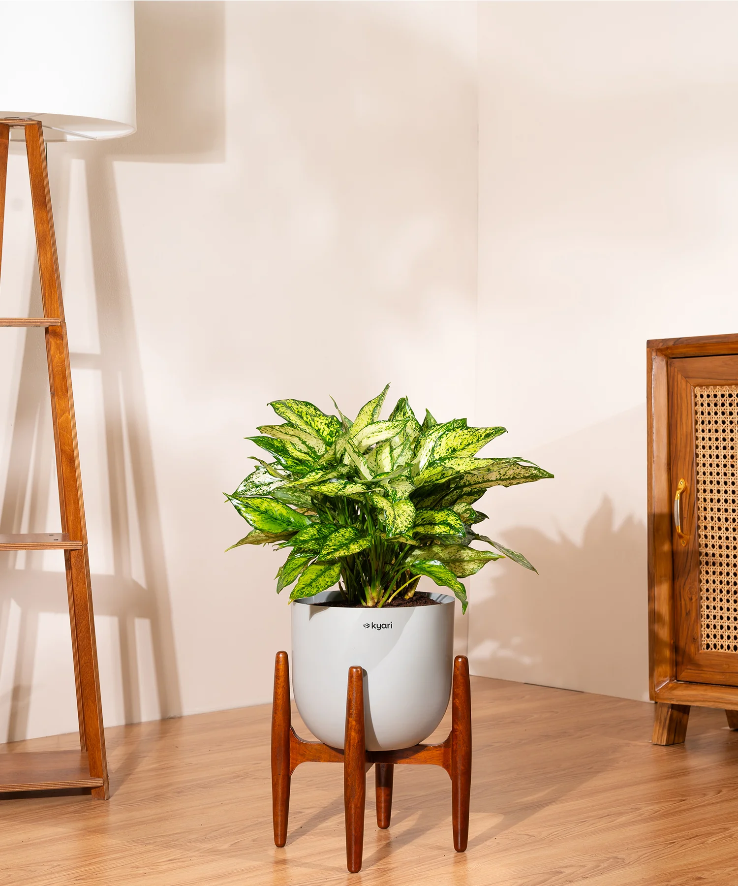 Aglaonema Snow White Plant With Self Watering Pot - Image 78