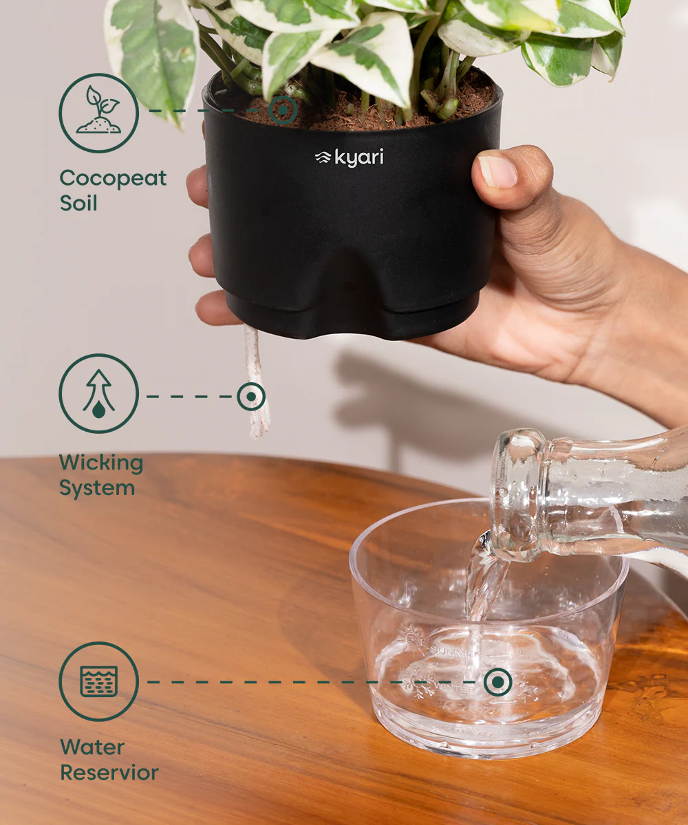 Aglaonema Snow White Plant With Self Watering Pot - Image 8