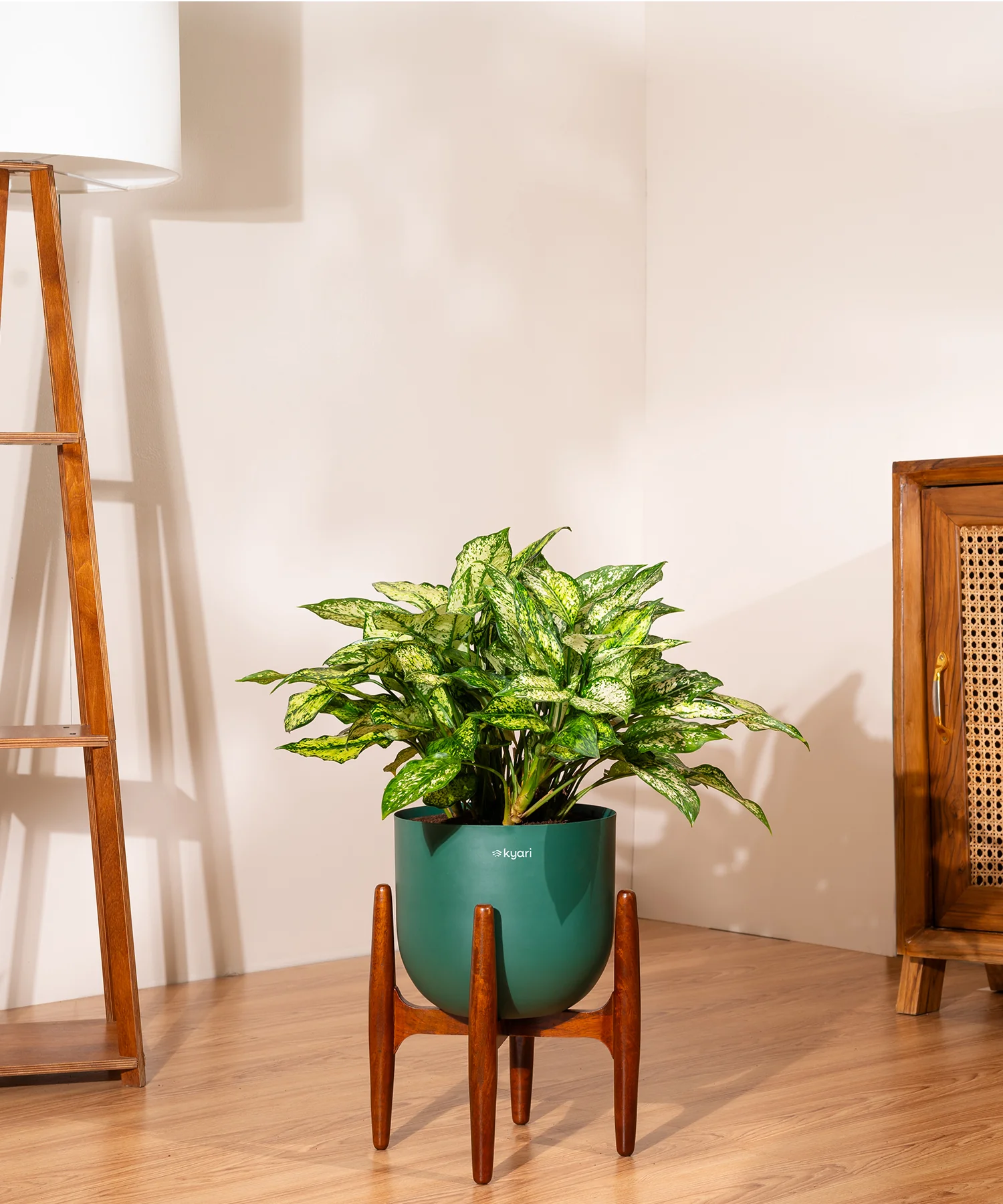 Aglaonema Snow White Plant With Self Watering Pot - Image 84