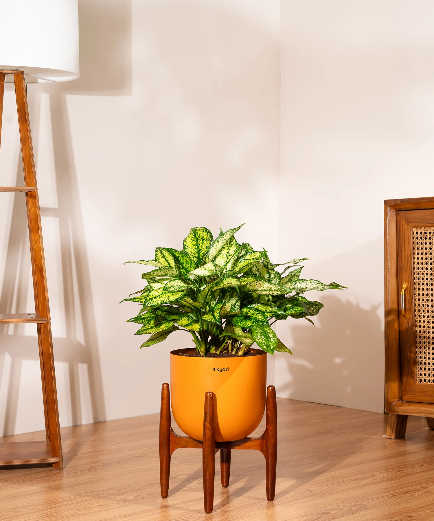 Aglaonema Snow White Plant With Self Watering Pot - Image 90