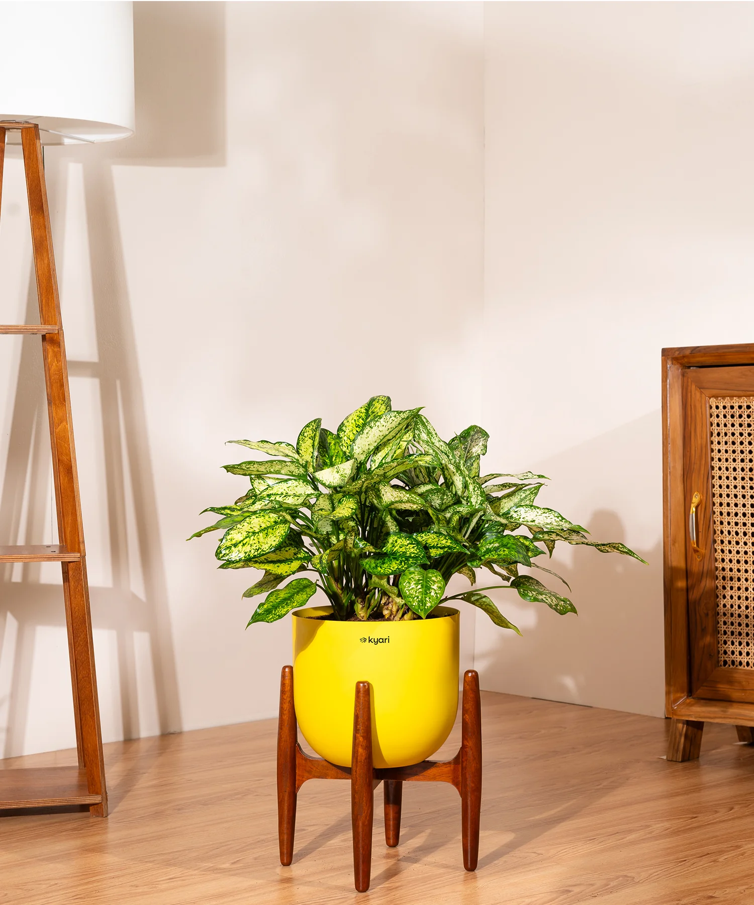 Aglaonema Snow White Plant With Self Watering Pot - Image 96