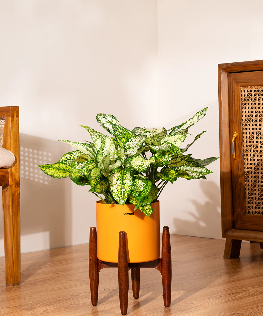 Aglaonema Snow White with Metal Self Watering Pot - Image 100