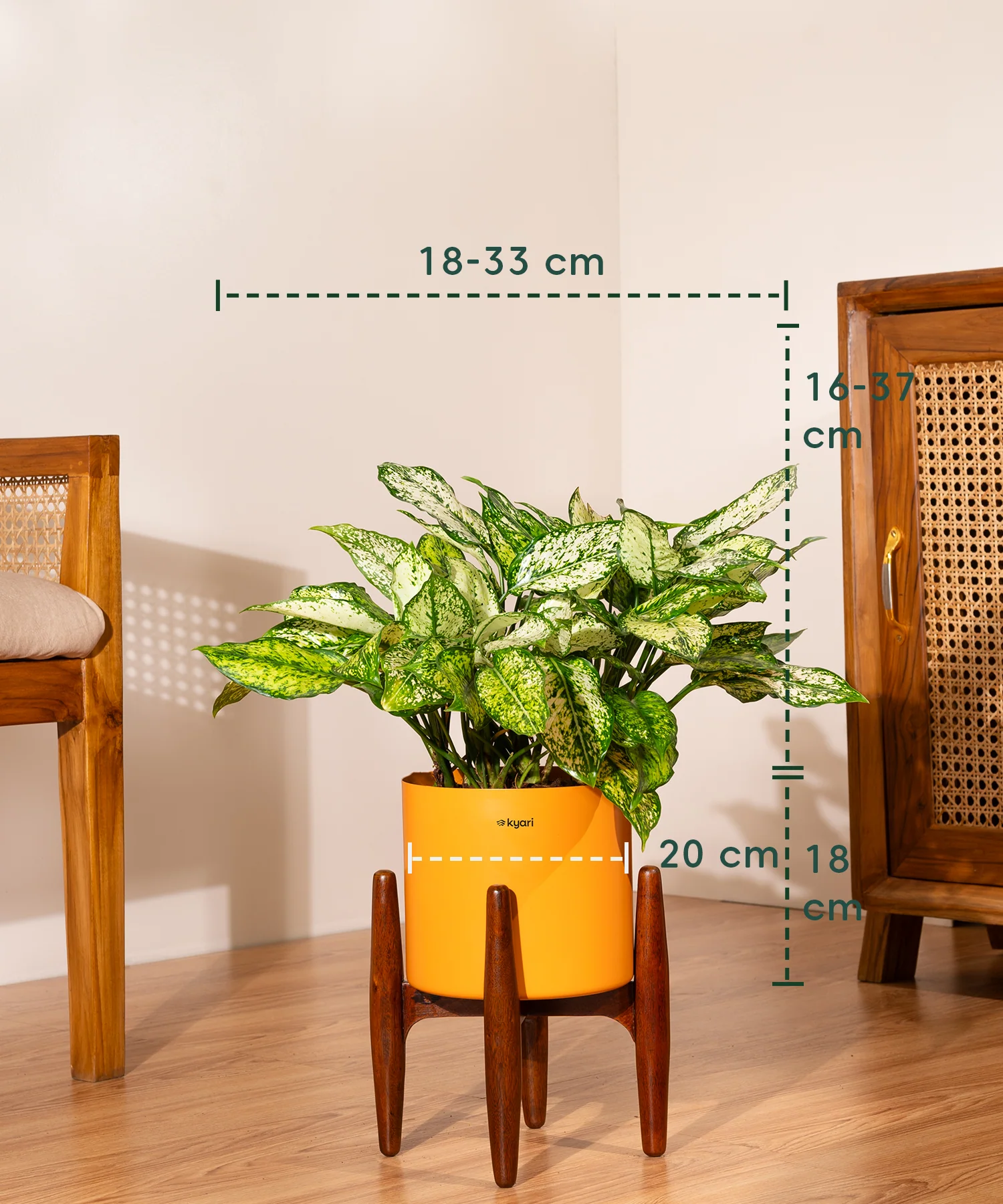 Aglaonema Snow White with Metal Self Watering Pot - Image 101