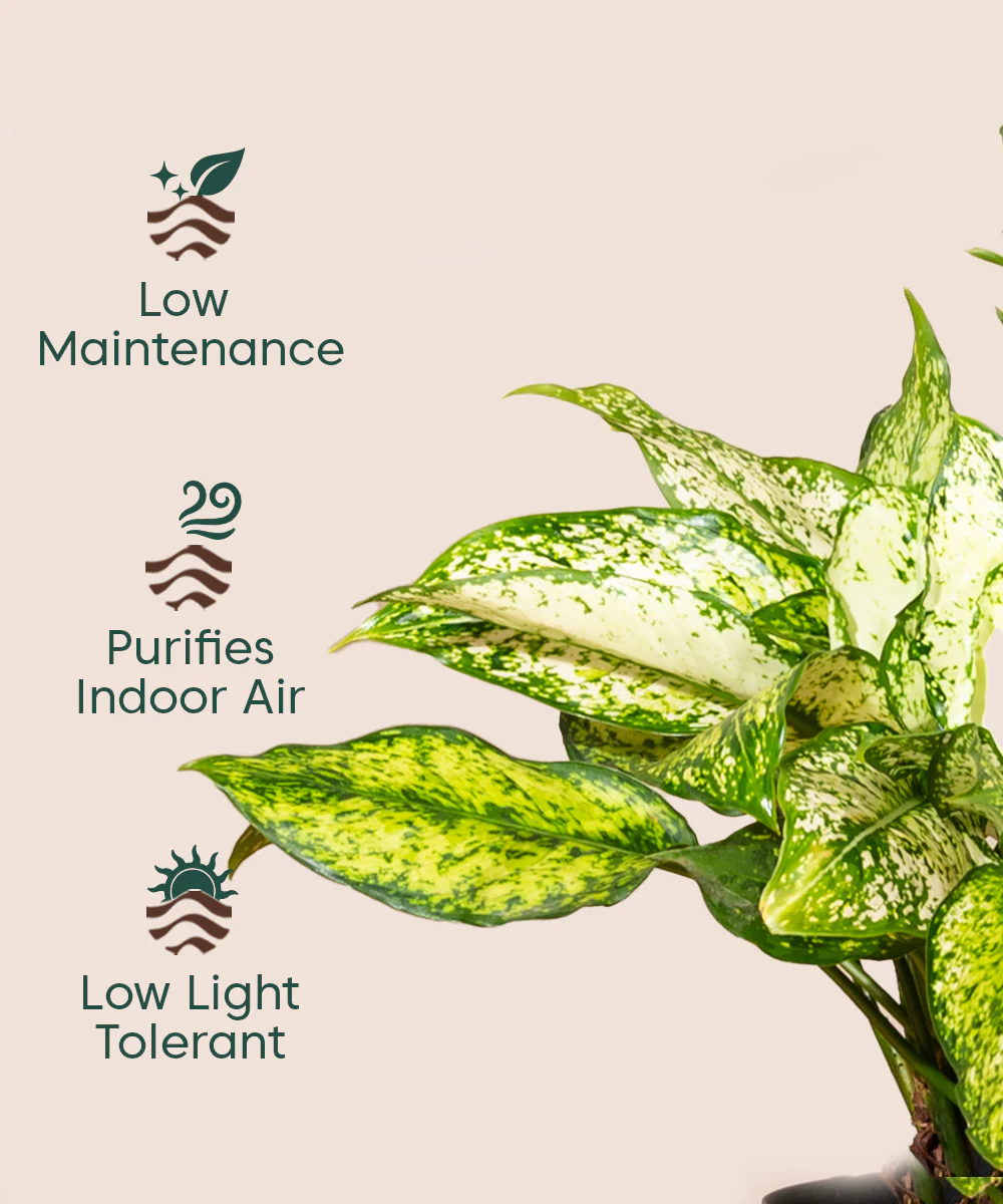 Aglaonema Snow White with Metal Self Watering Pot - Image 21
