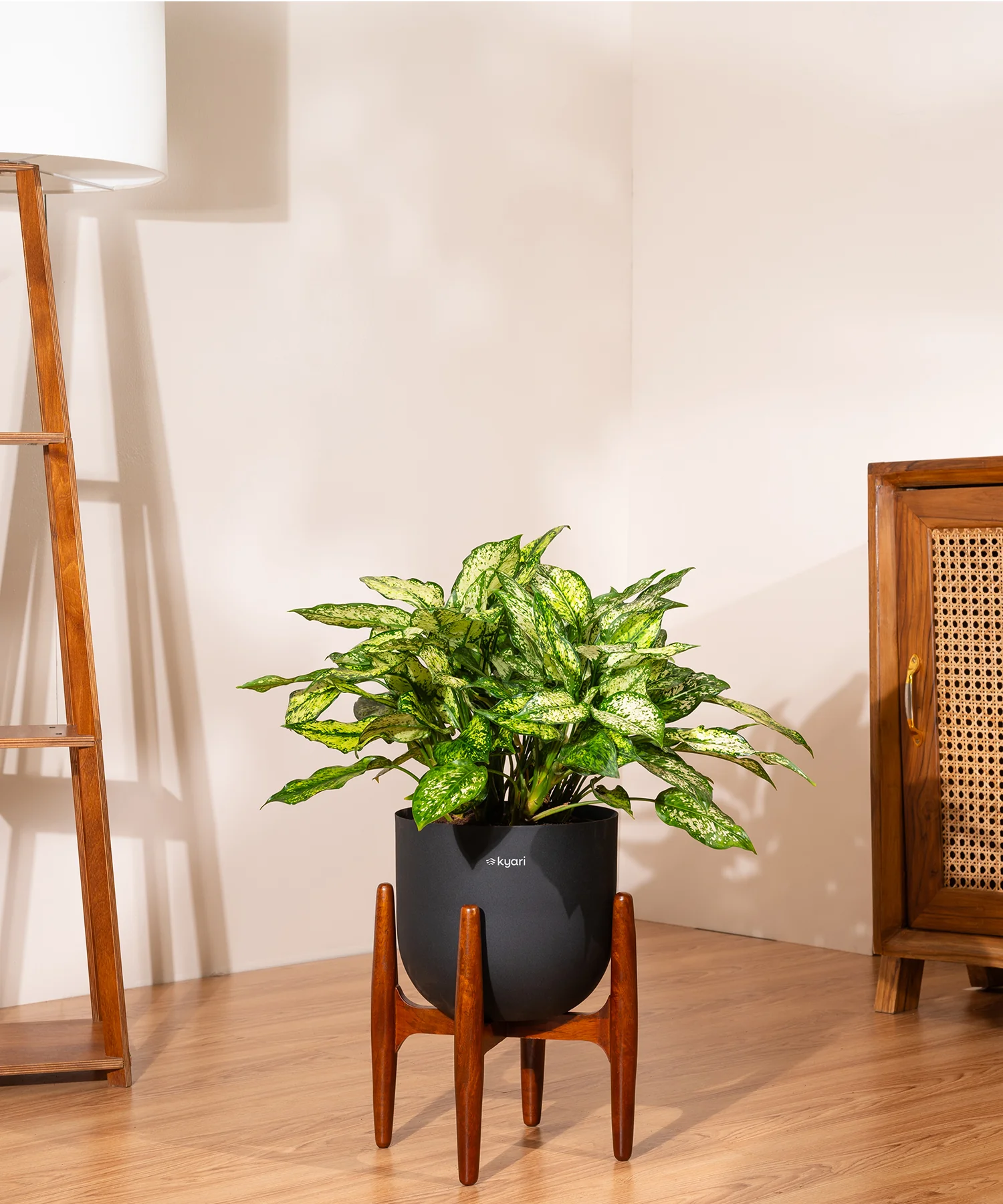 Aglaonema Snow White with Metal Self Watering Pot - Image 25