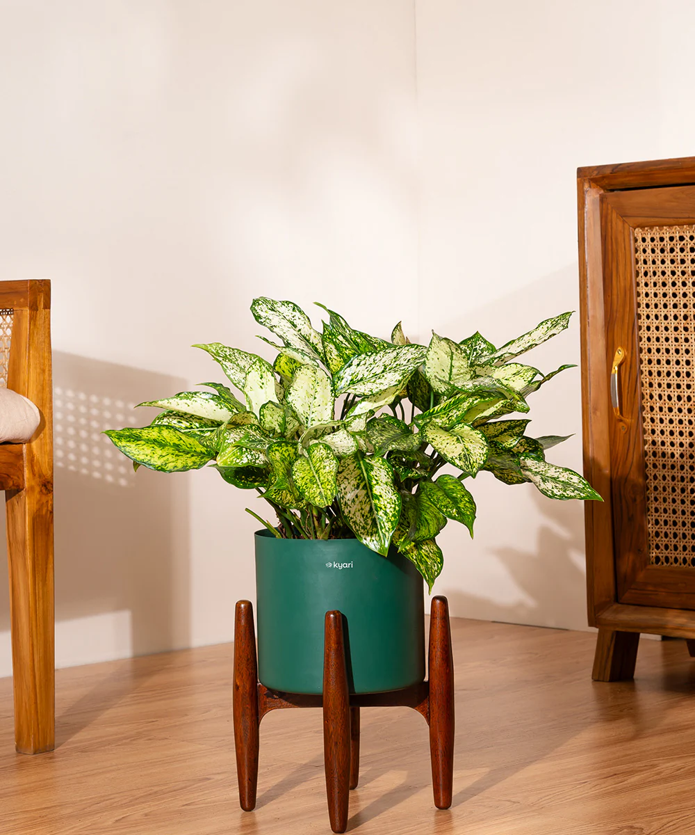 Aglaonema Snow White with Metal Self Watering Pot - Image 67