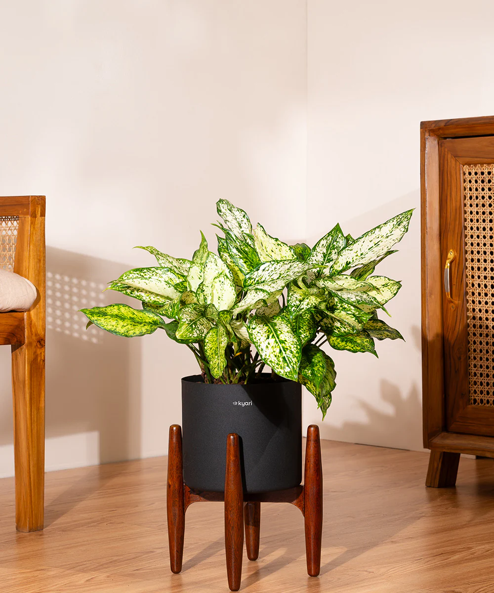Aglaonema Snow White with Metal Self Watering Pot - Image 68