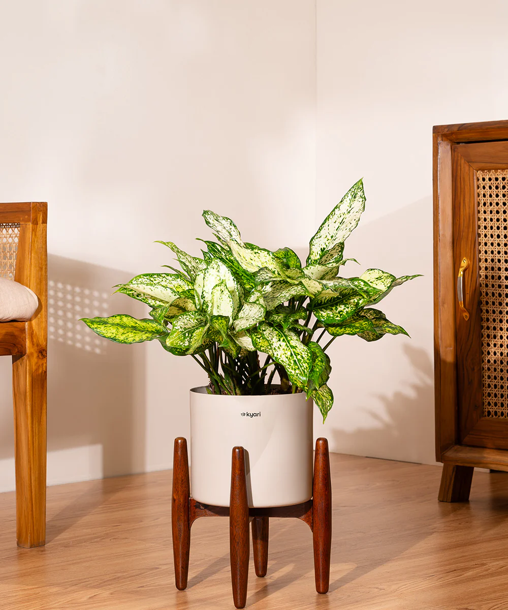Aglaonema Snow White with Metal Self Watering Pot - Image 69