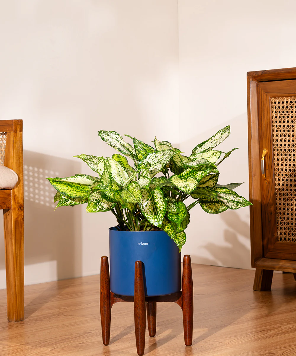 Aglaonema Snow White with Metal Self Watering Pot - Image 70