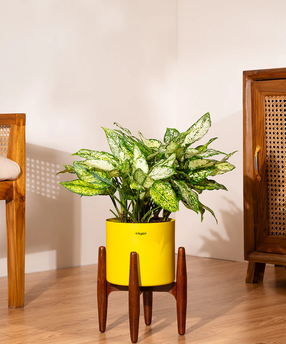 Aglaonema Snow White with Metal Self Watering Pot - Image 71