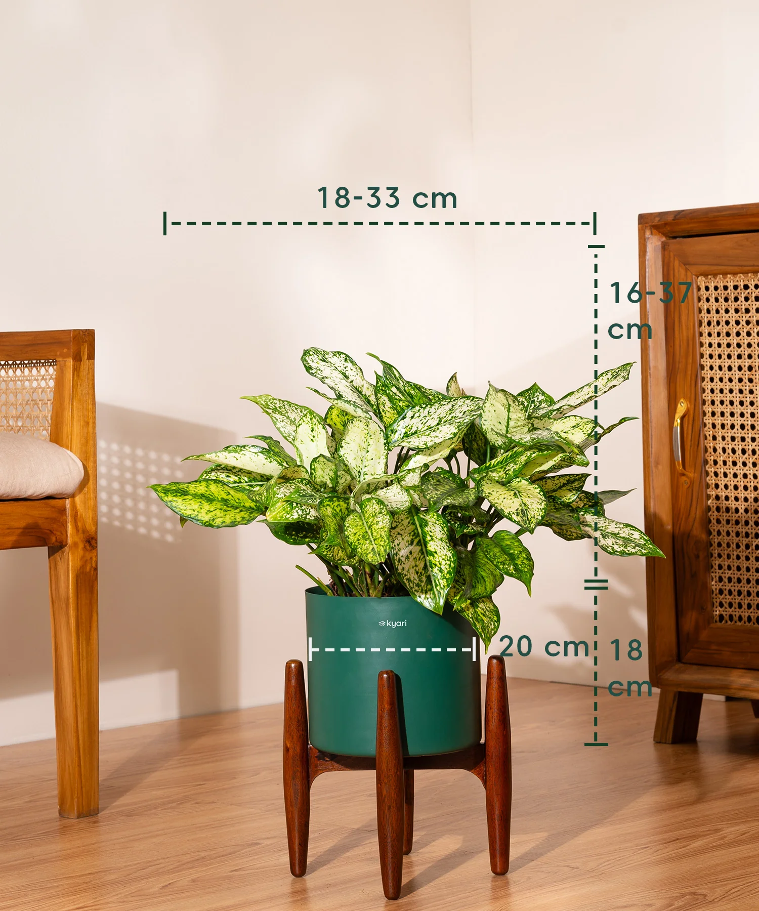Aglaonema Snow White with Metal Self Watering Pot - Image 74