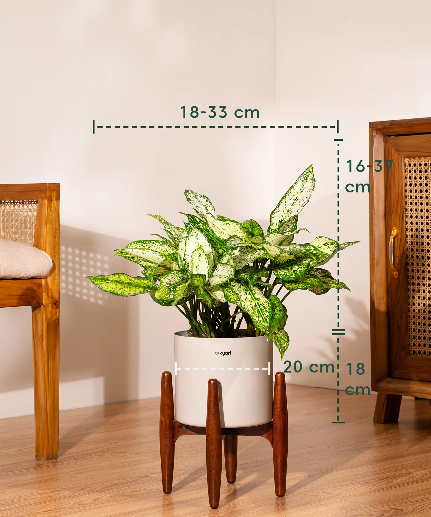 Aglaonema Snow White with Metal Self Watering Pot - Image 79