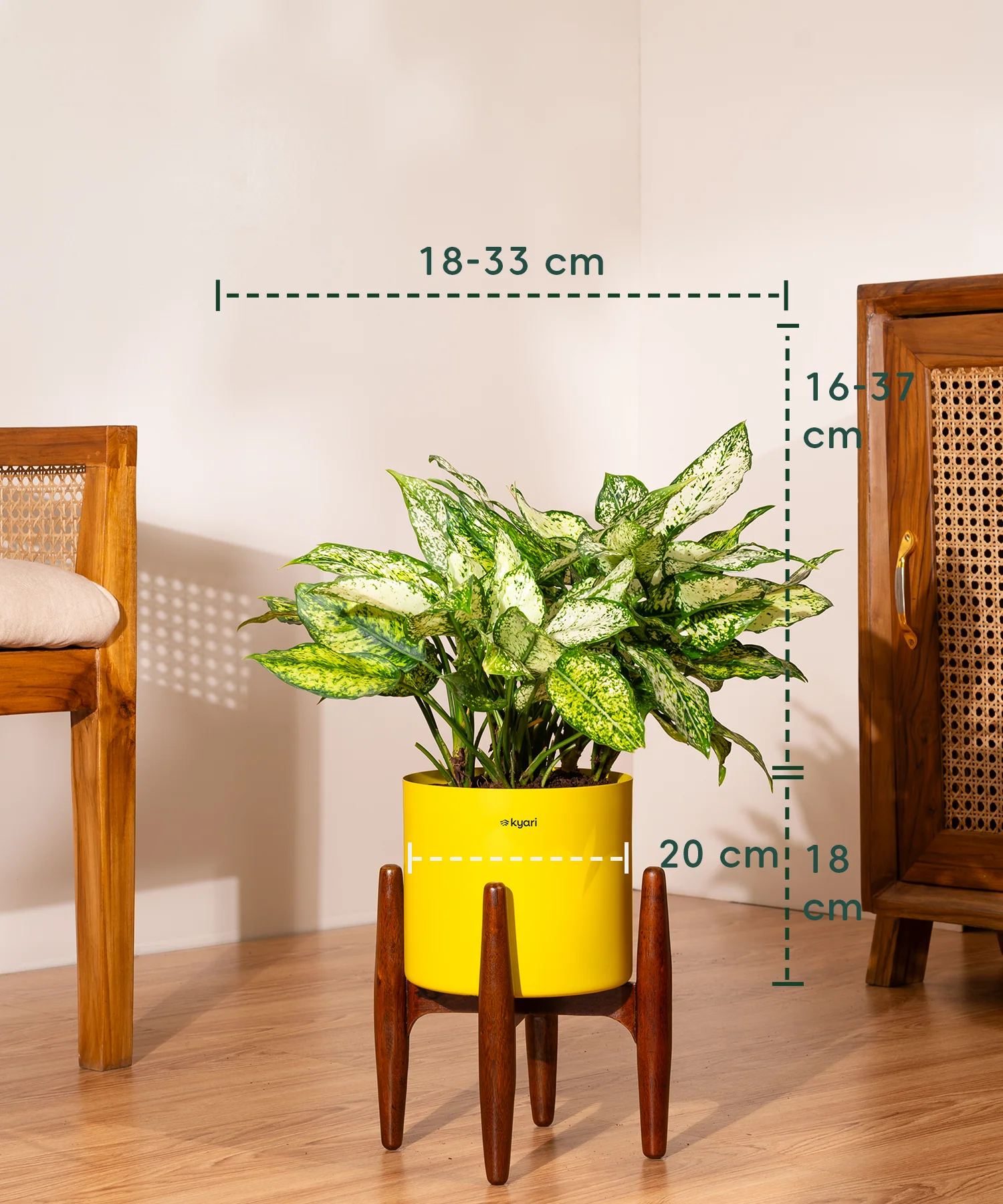Aglaonema Snow White with Metal Self Watering Pot - Image 85