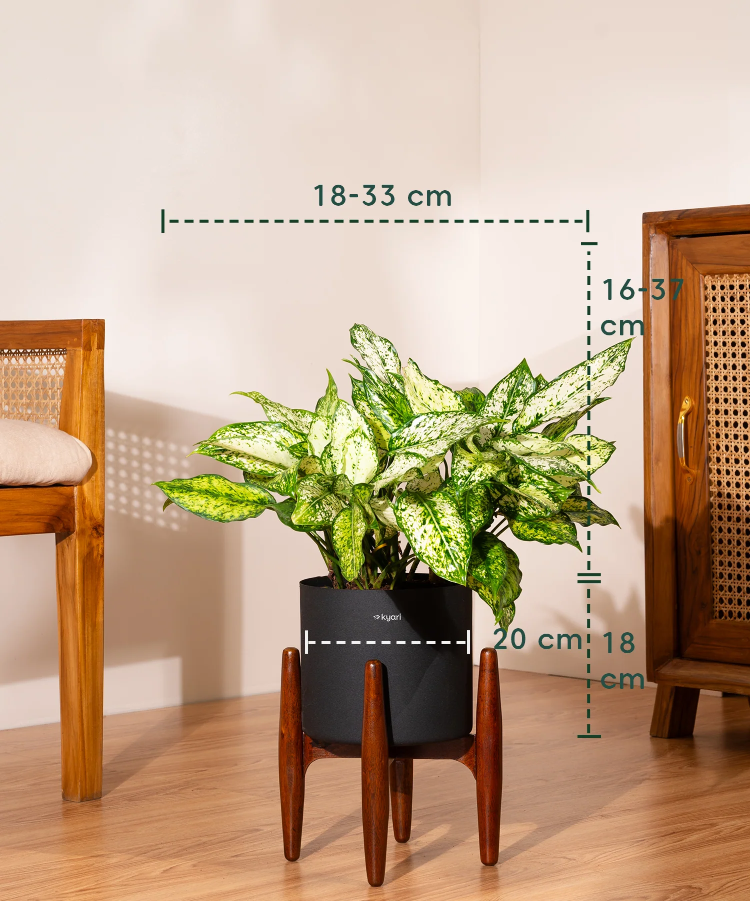 Aglaonema Snow White with Metal Self Watering Pot - Image 91