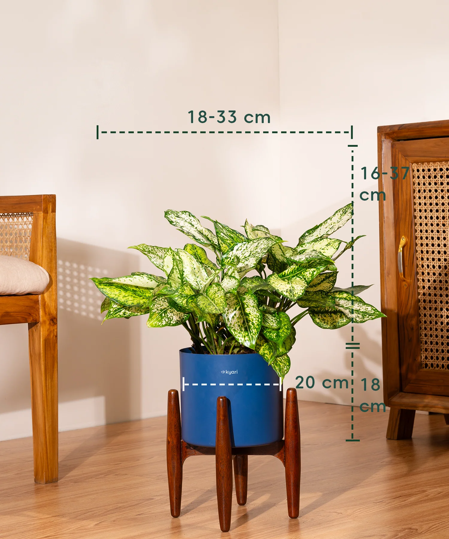 Aglaonema Snow White with Metal Self Watering Pot - Image 97