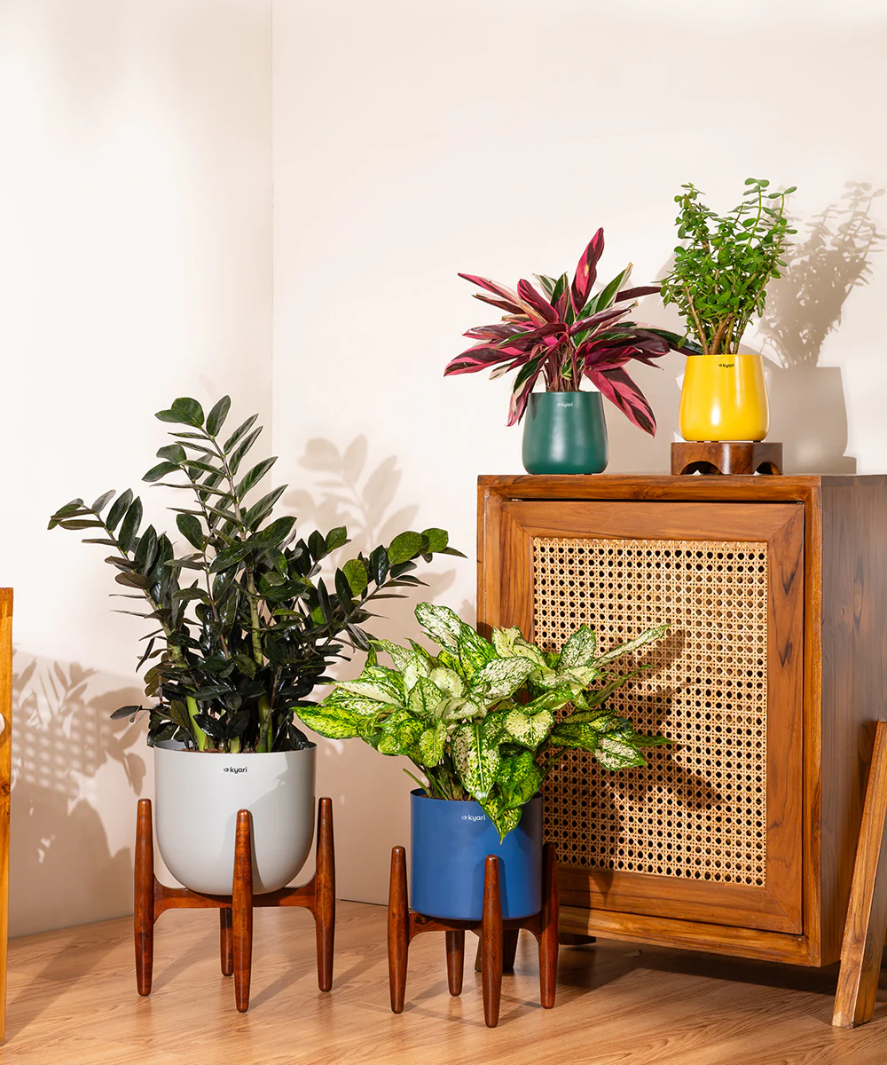 Aglaonema Snow White with Metal Self Watering Pot - Image 99