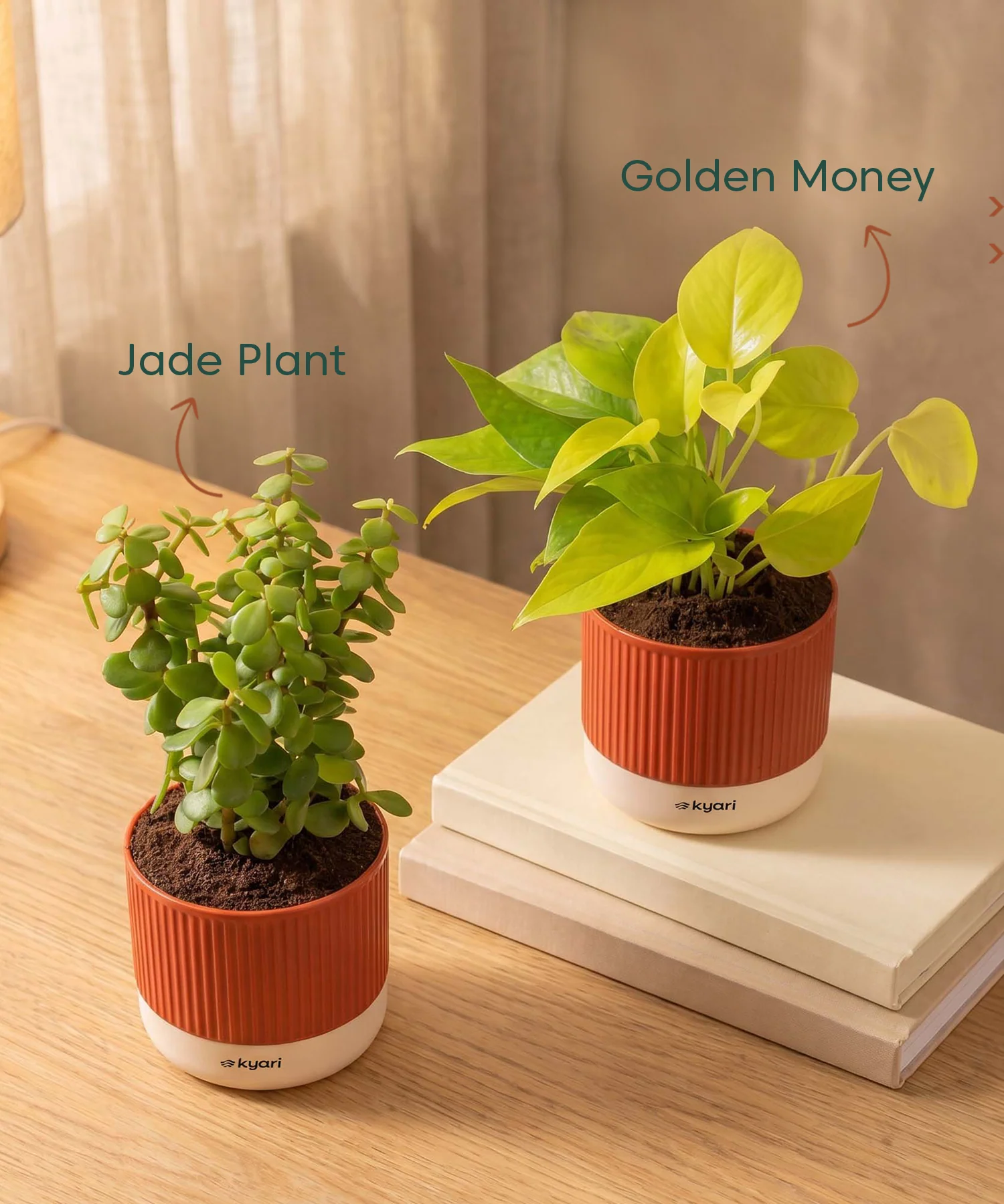 Lucky Plants Combo - Set of 2 Self Watering Plants - Image 2