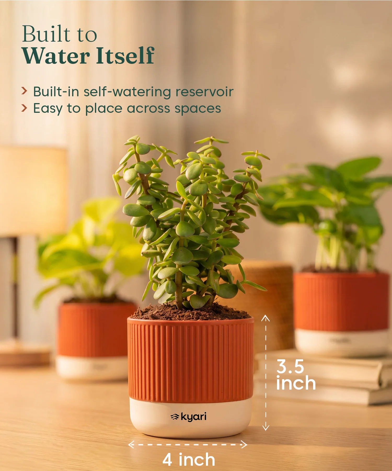 Lucky Plants Combo - Set of 2 Self Watering Plants - Image 3