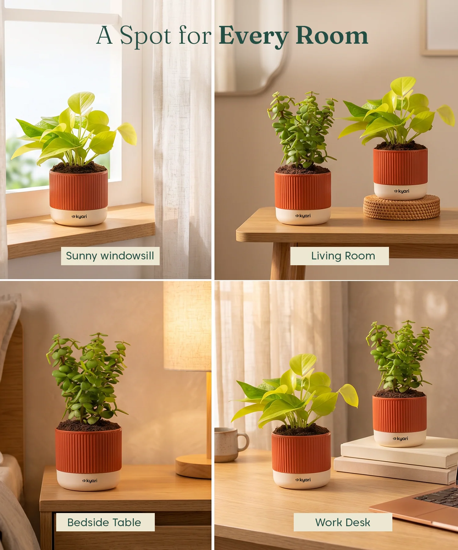 Lucky Plants Combo - Set of 2 Self Watering Plants - Image 5