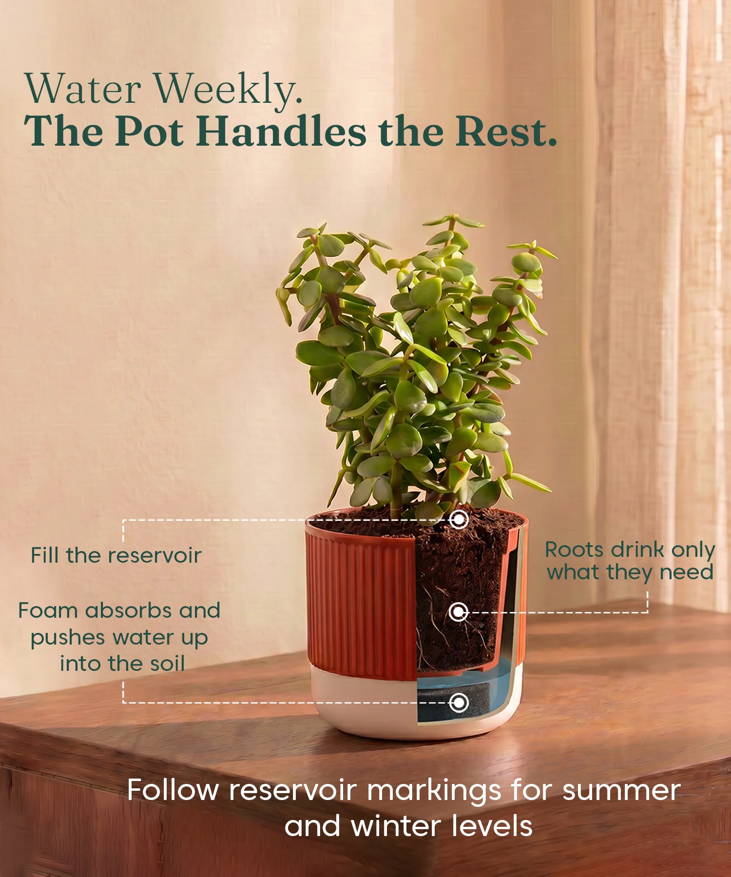 Lucky Plants Combo - Set of 2 Self Watering Plants - Image 7