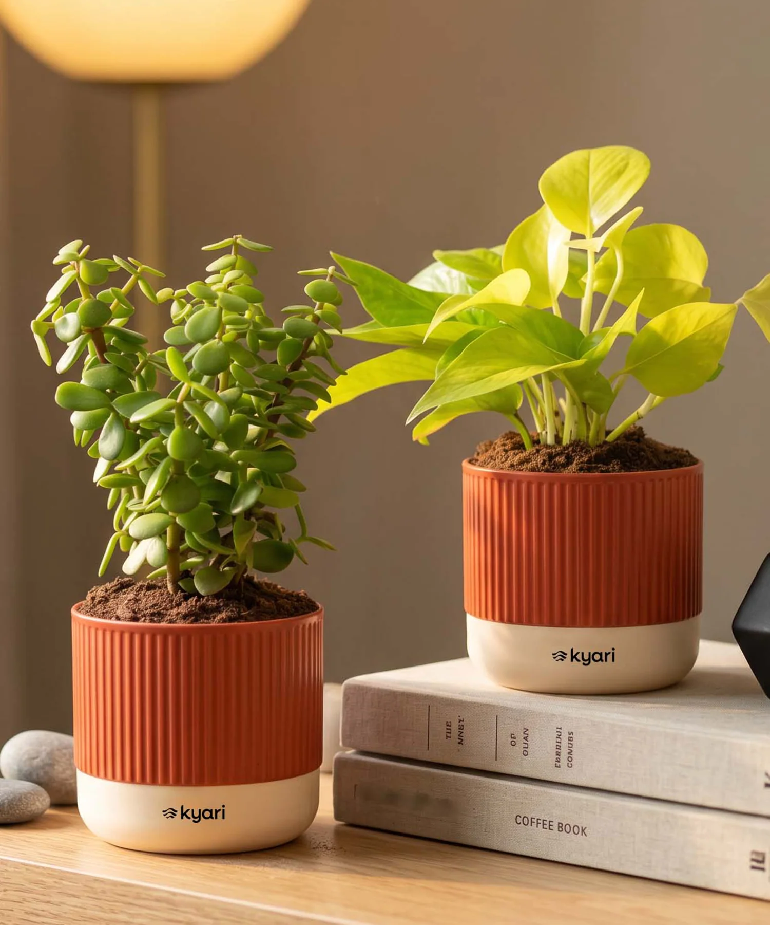 Lucky Plants Combo - Set of 2 Self Watering Plants - Image 9