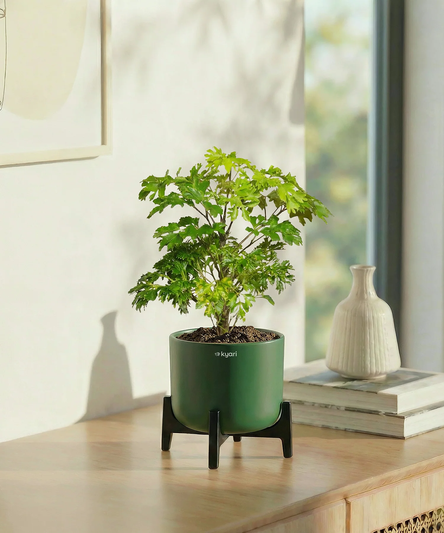 Aralia Plant with Aira Pot - Image 10