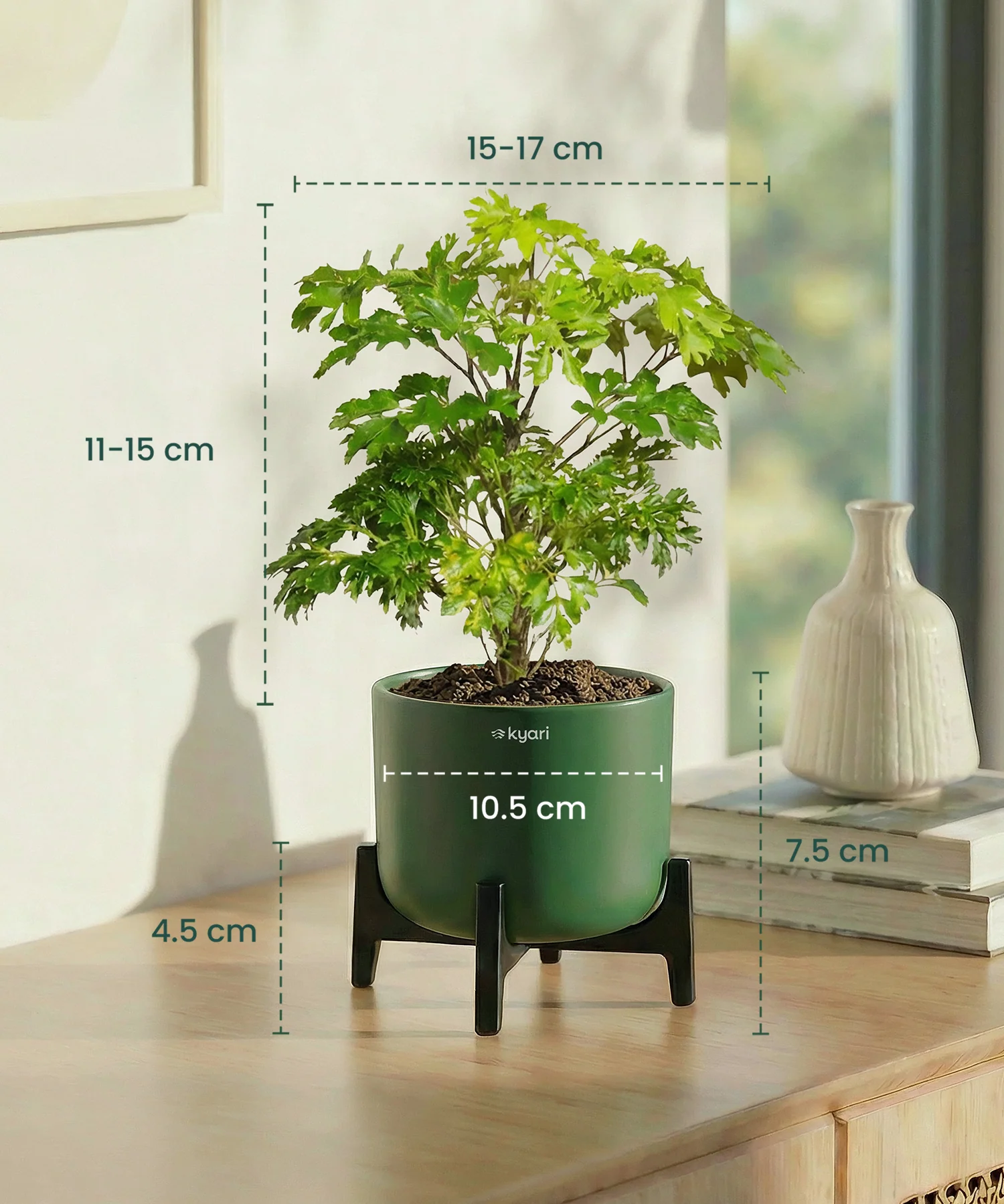Aralia Plant with Aira Pot - Image 12