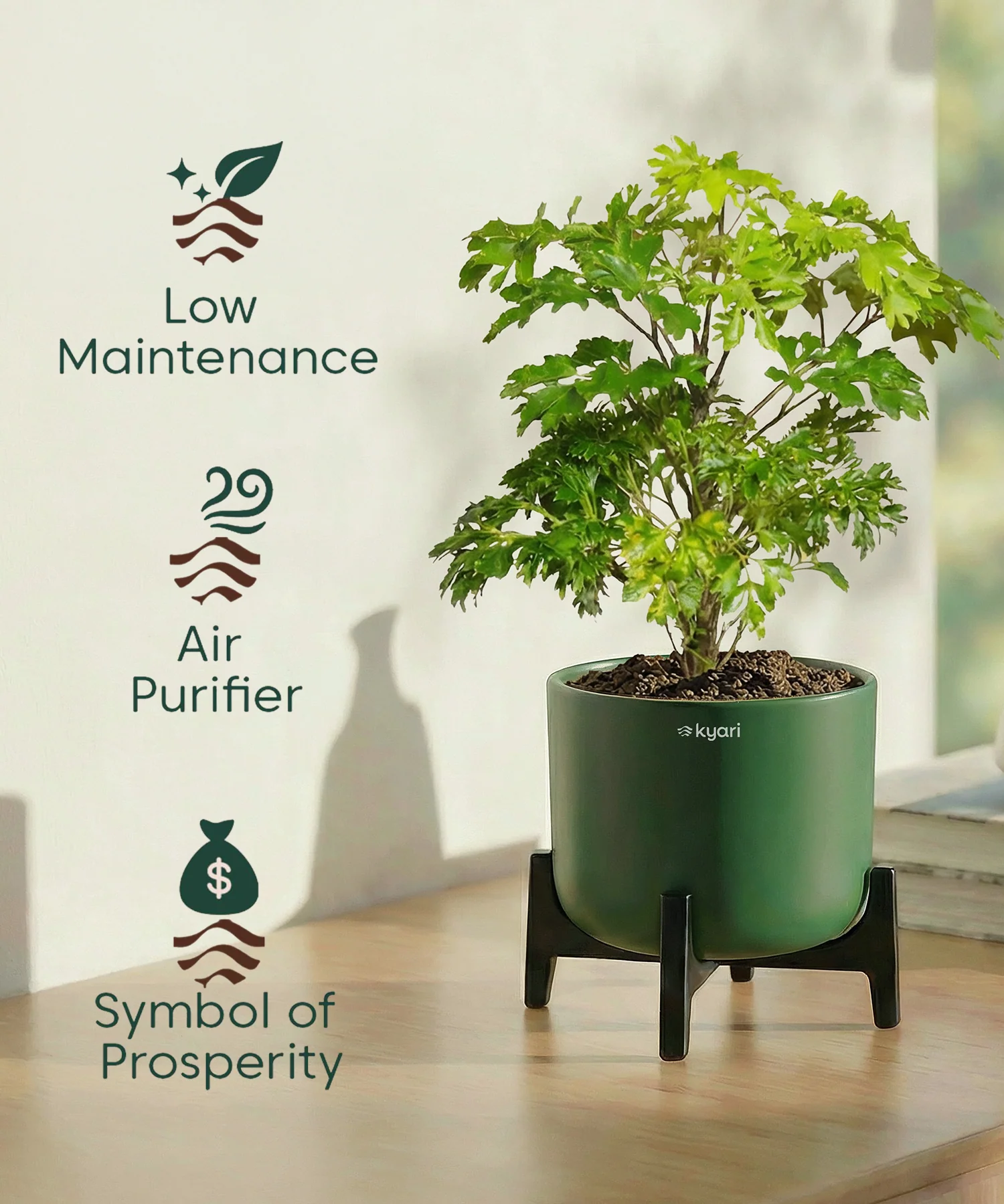 Aralia Plant with Aira Pot - Image 13