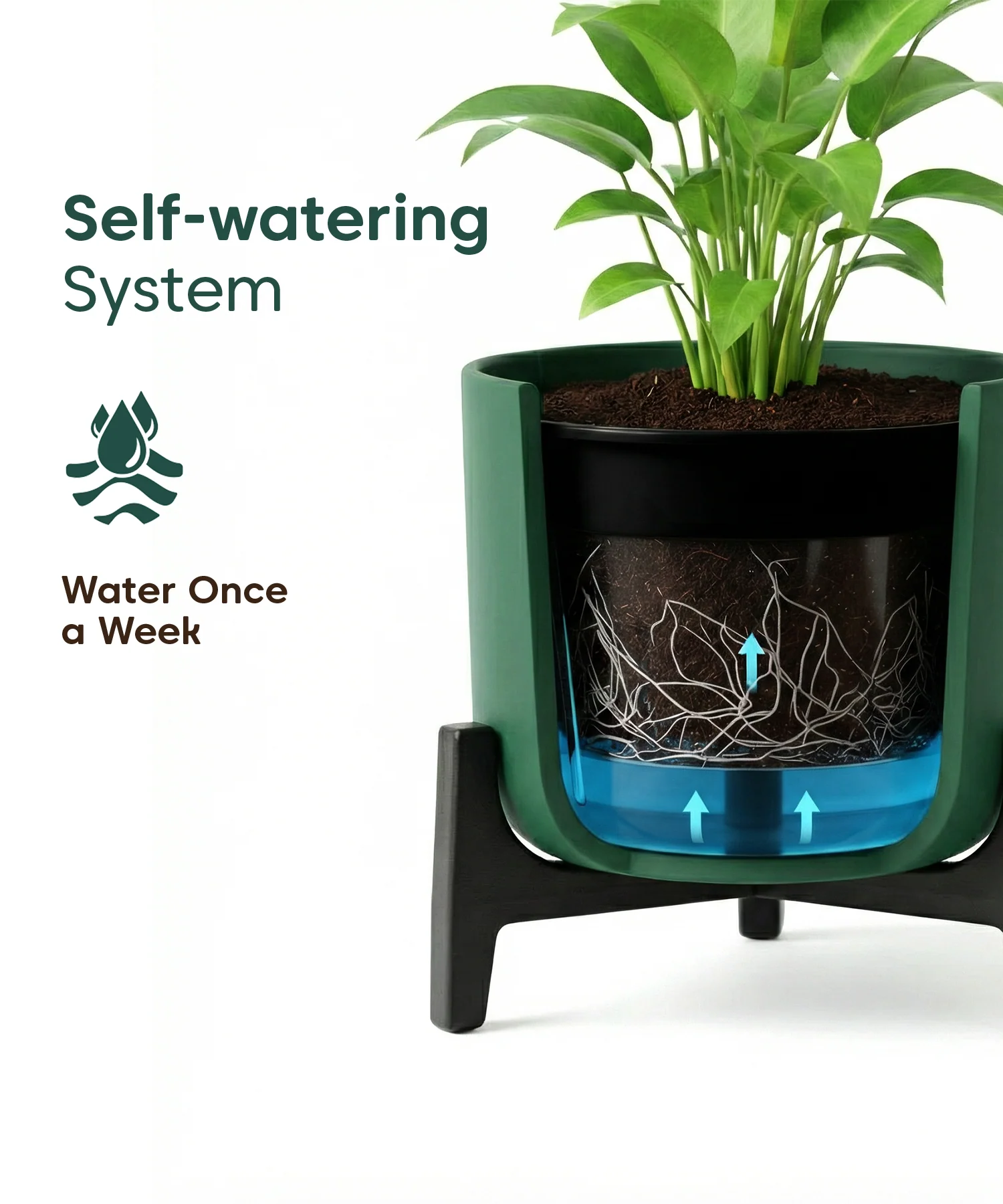 Aralia Plant with Aira Pot - Image 15